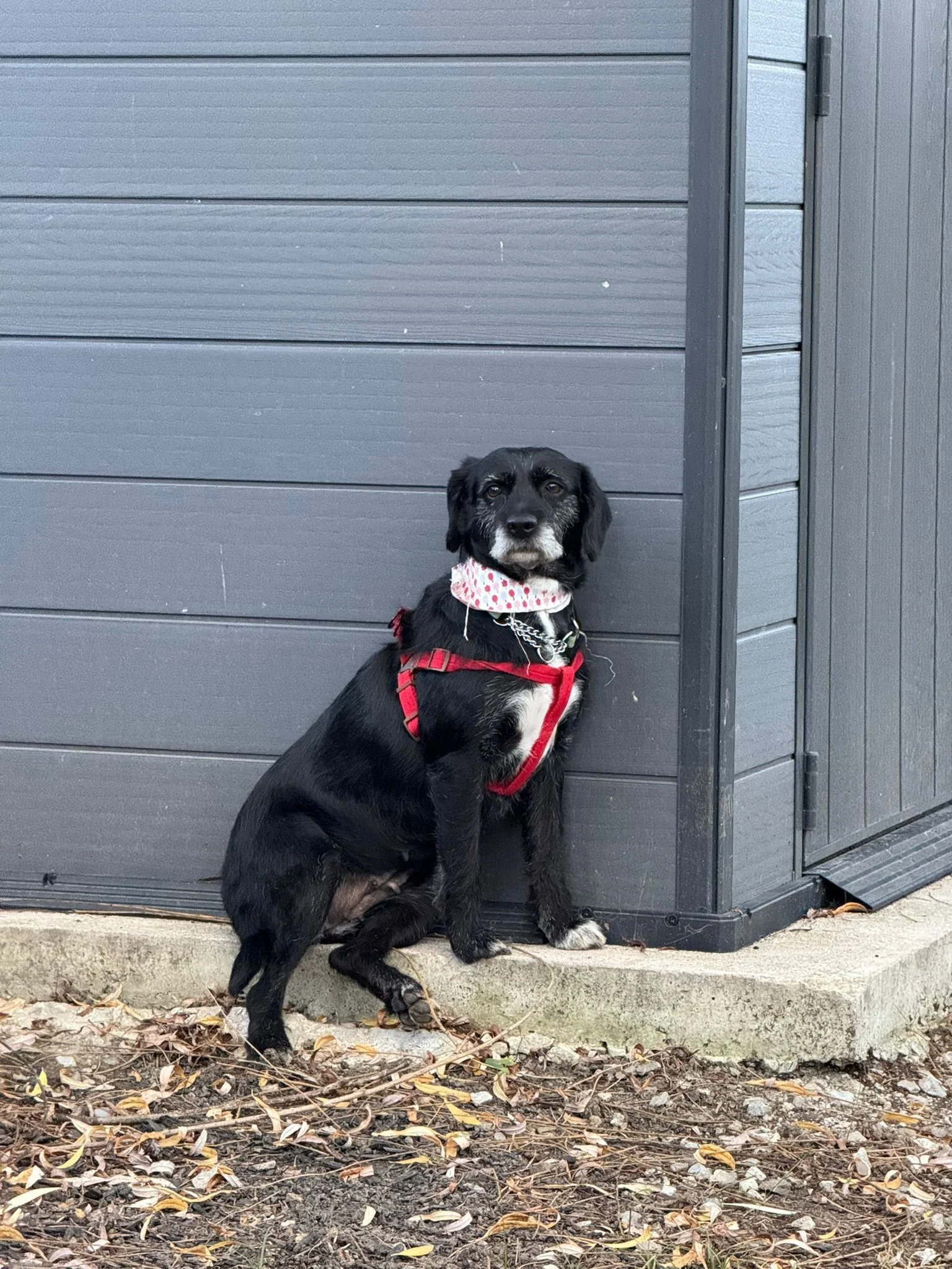 DOVIE - APP IN PROCESS