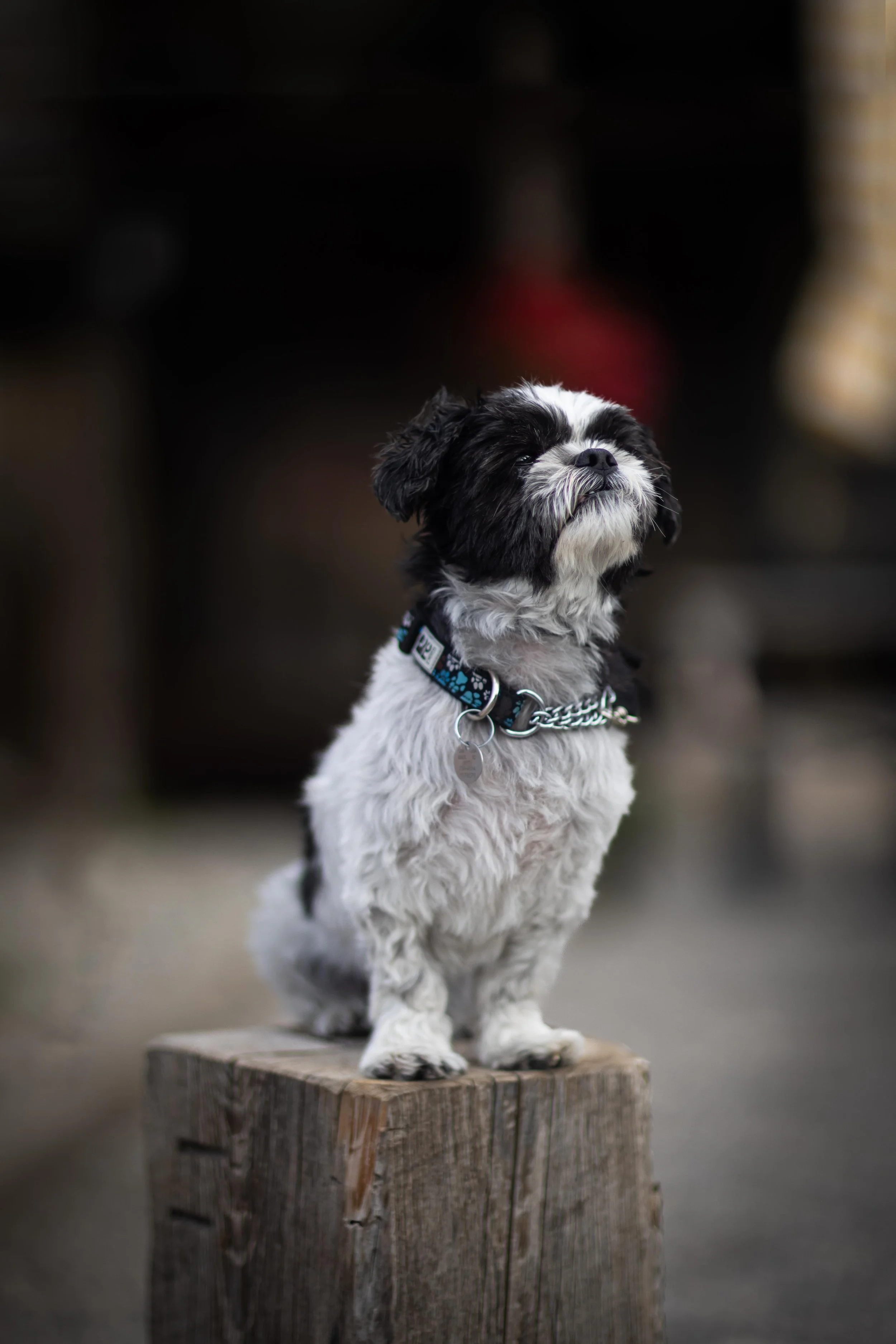 _MG_5681-Edit.jpeg