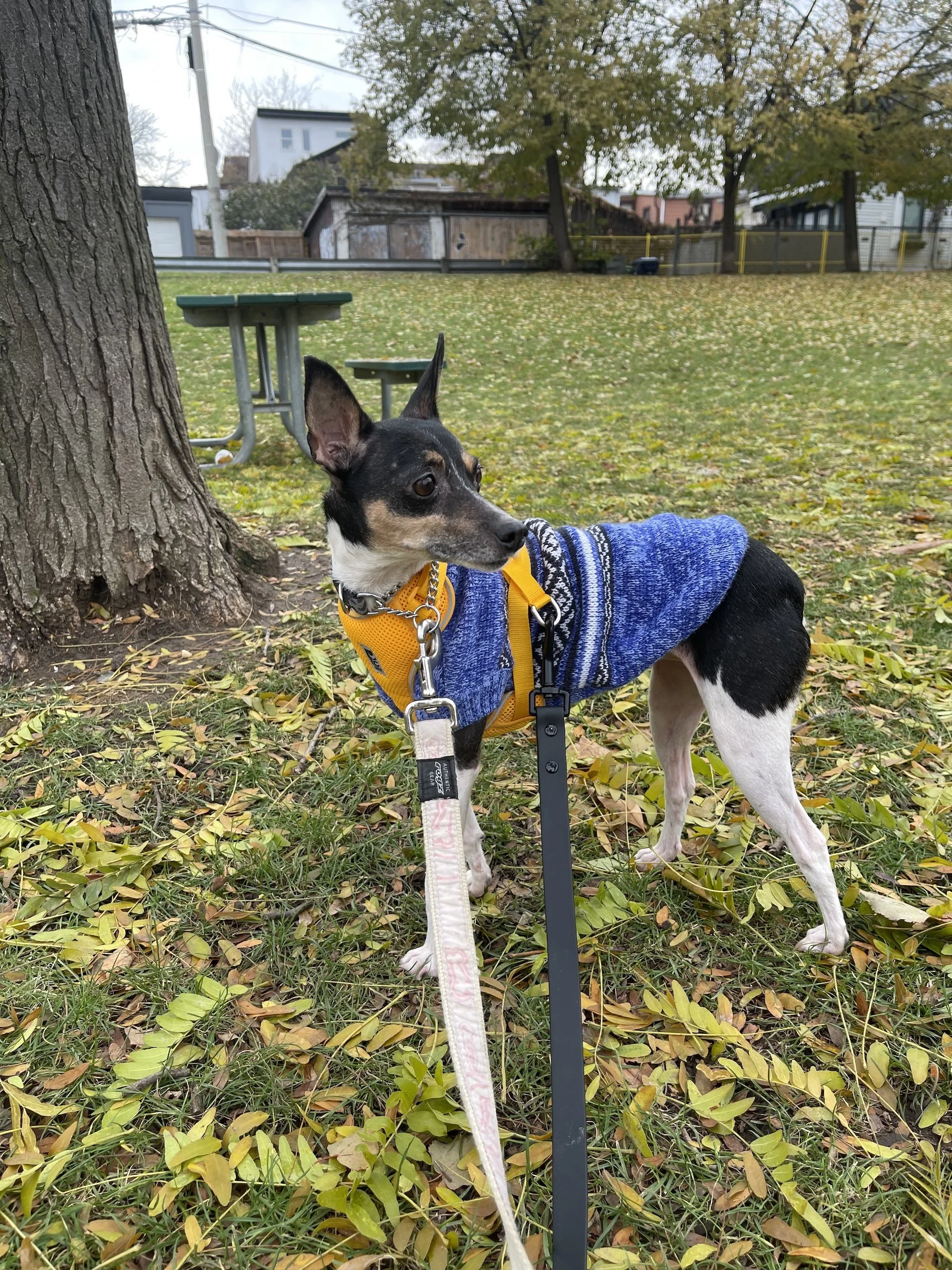 IMG_7930 - Jovalene Fox.jpeg