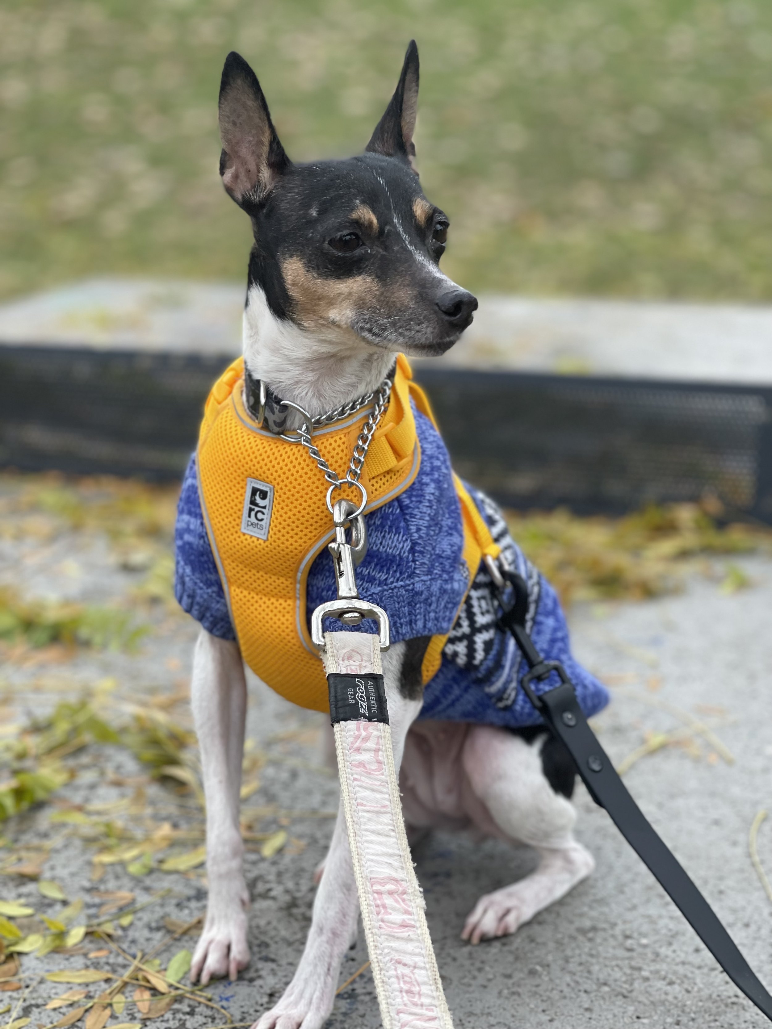 IMG_7952 - Jovalene Fox.jpeg