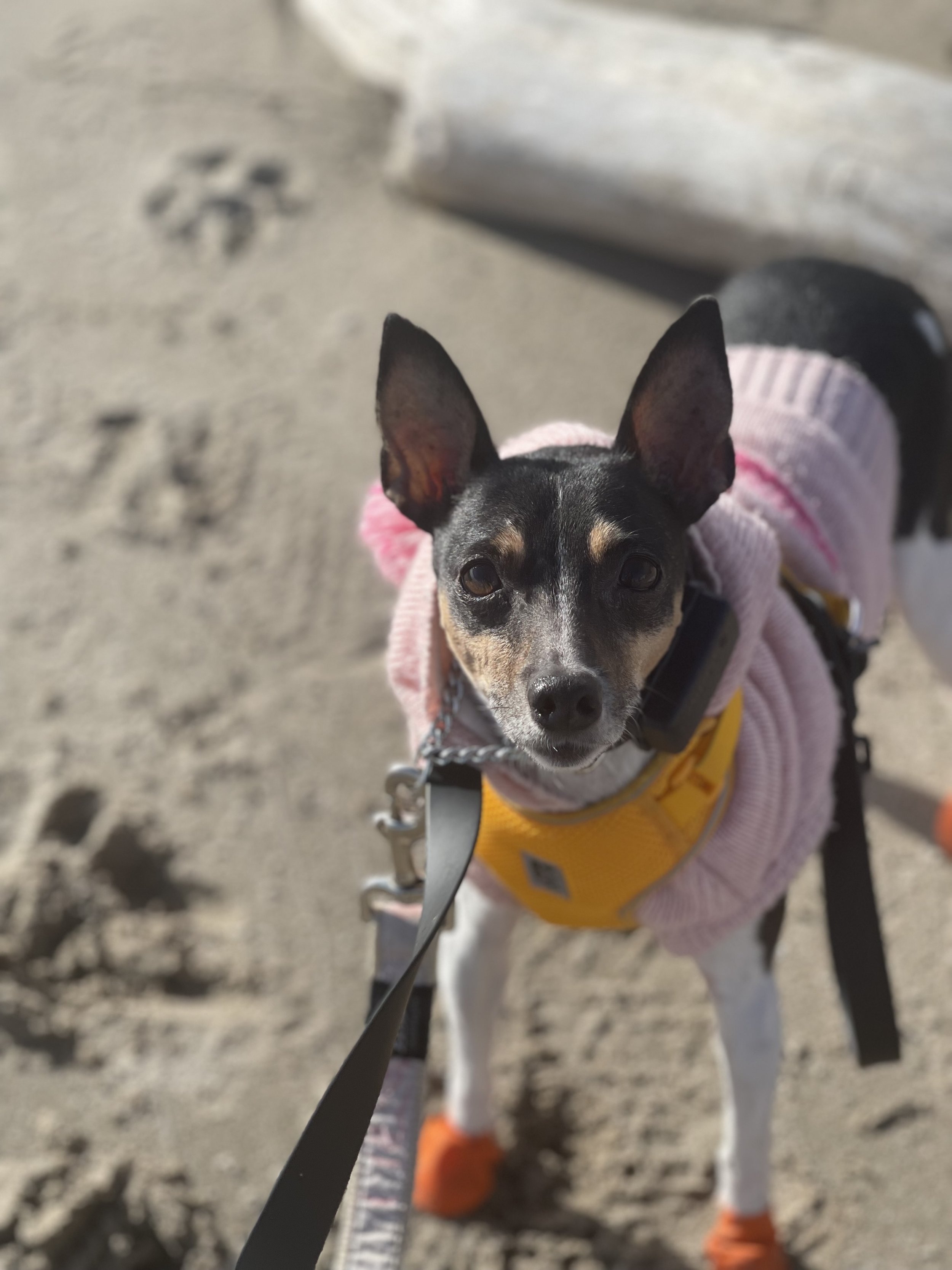 IMG_8176 - Jovalene Fox.jpeg