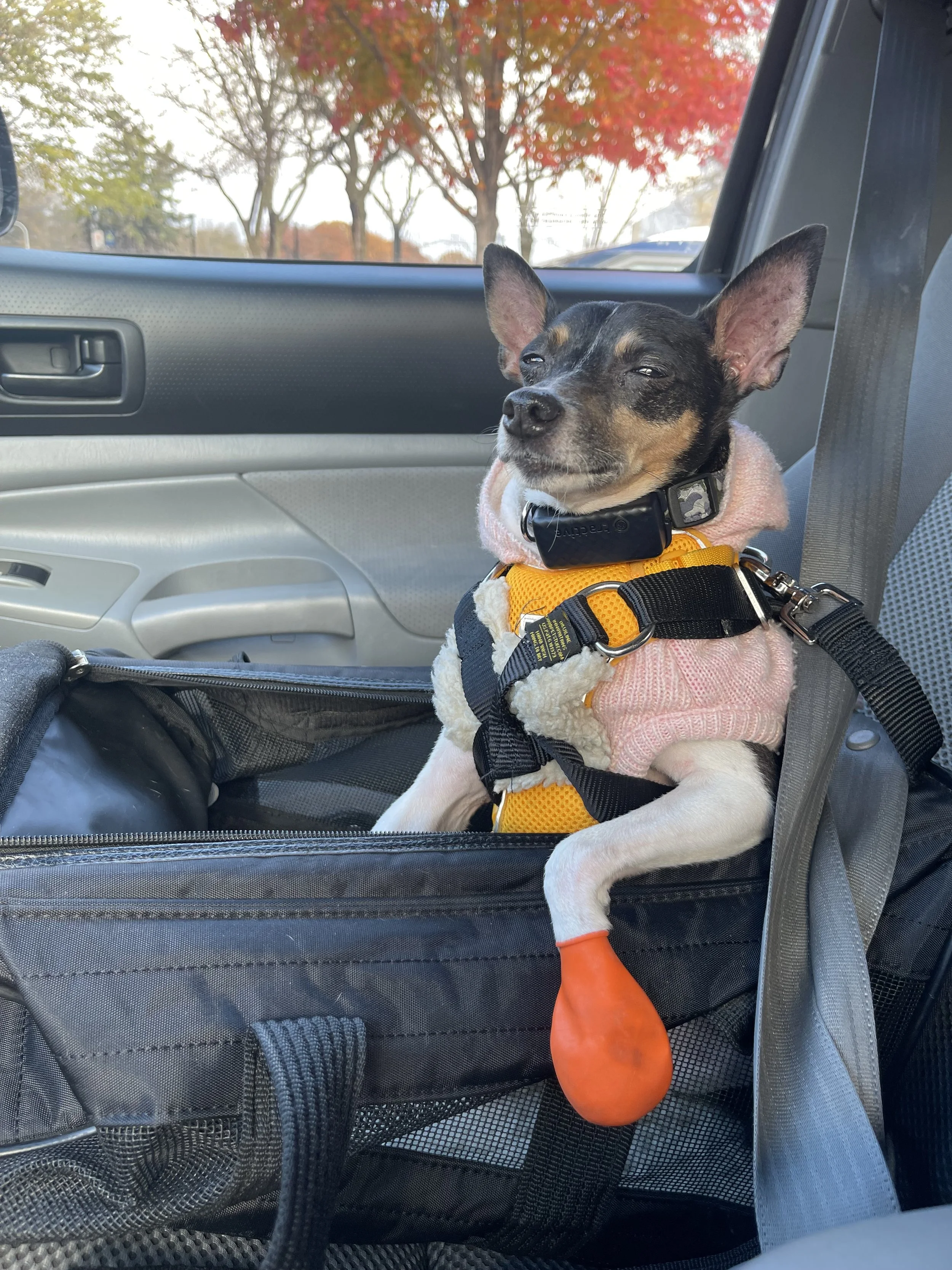 IMG_8159 - Jovalene Fox.jpeg