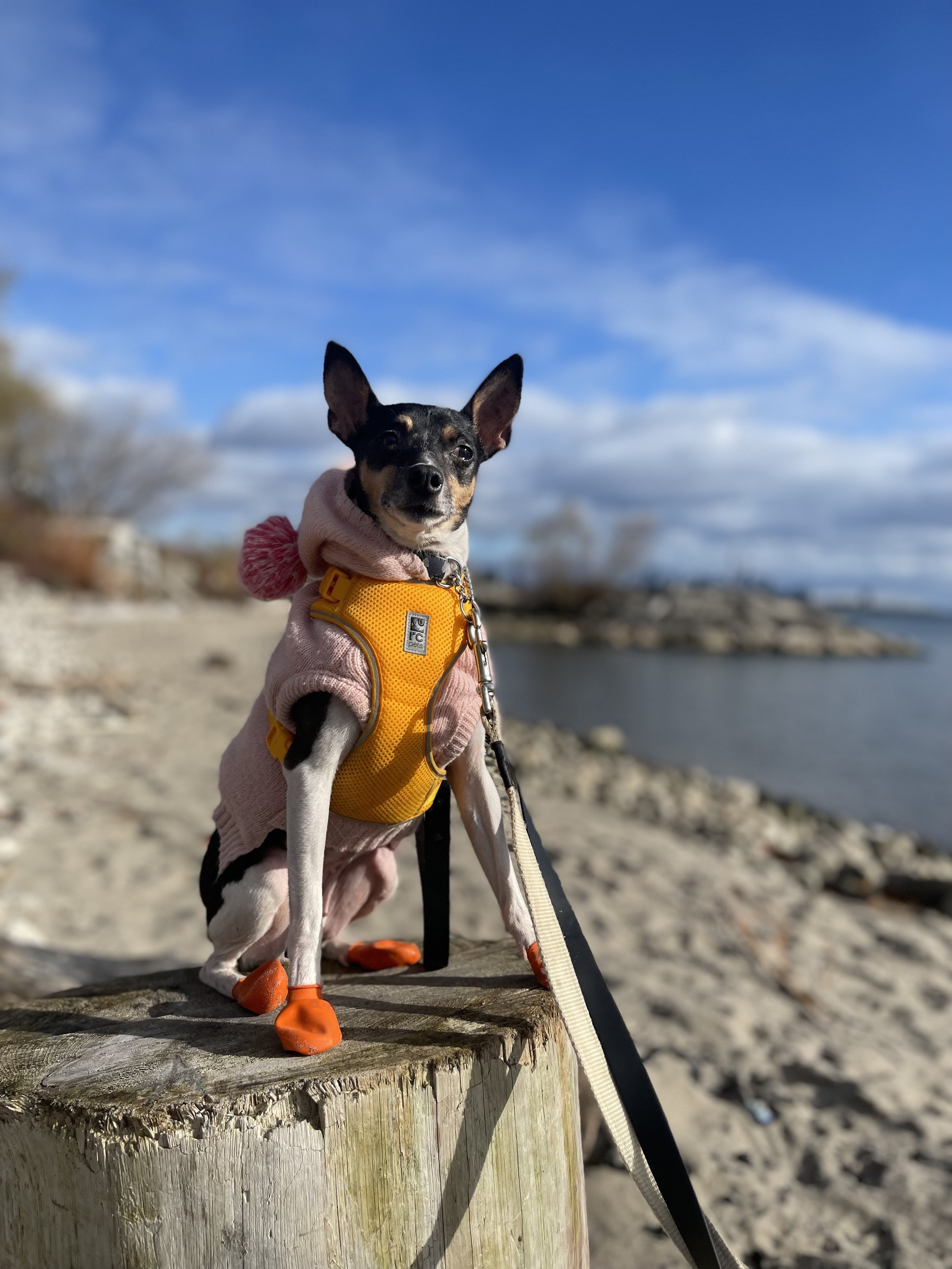 IMG_8204 - Jovalene Fox.jpeg