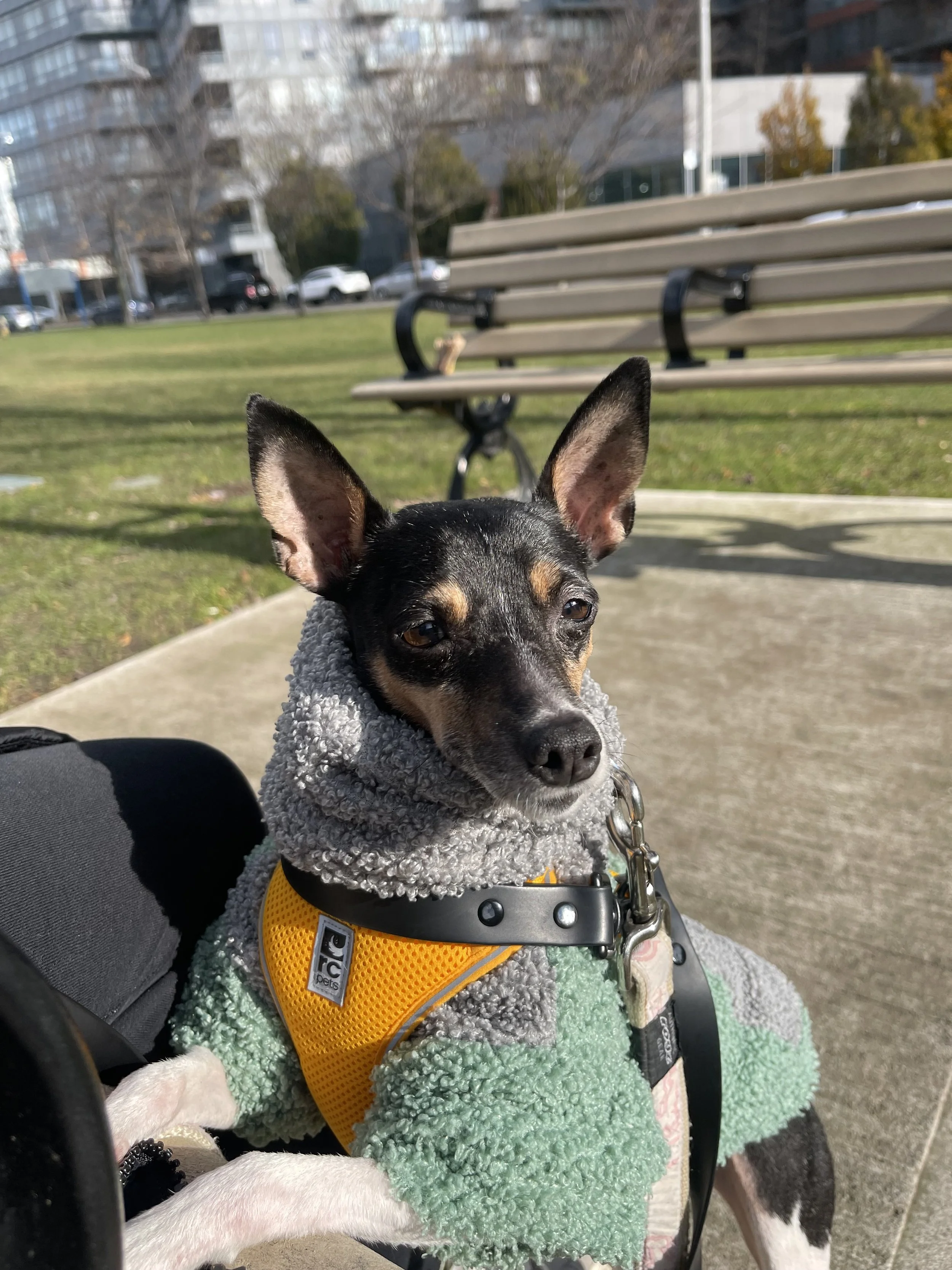 IMG_8406 - Jovalene Fox.jpeg