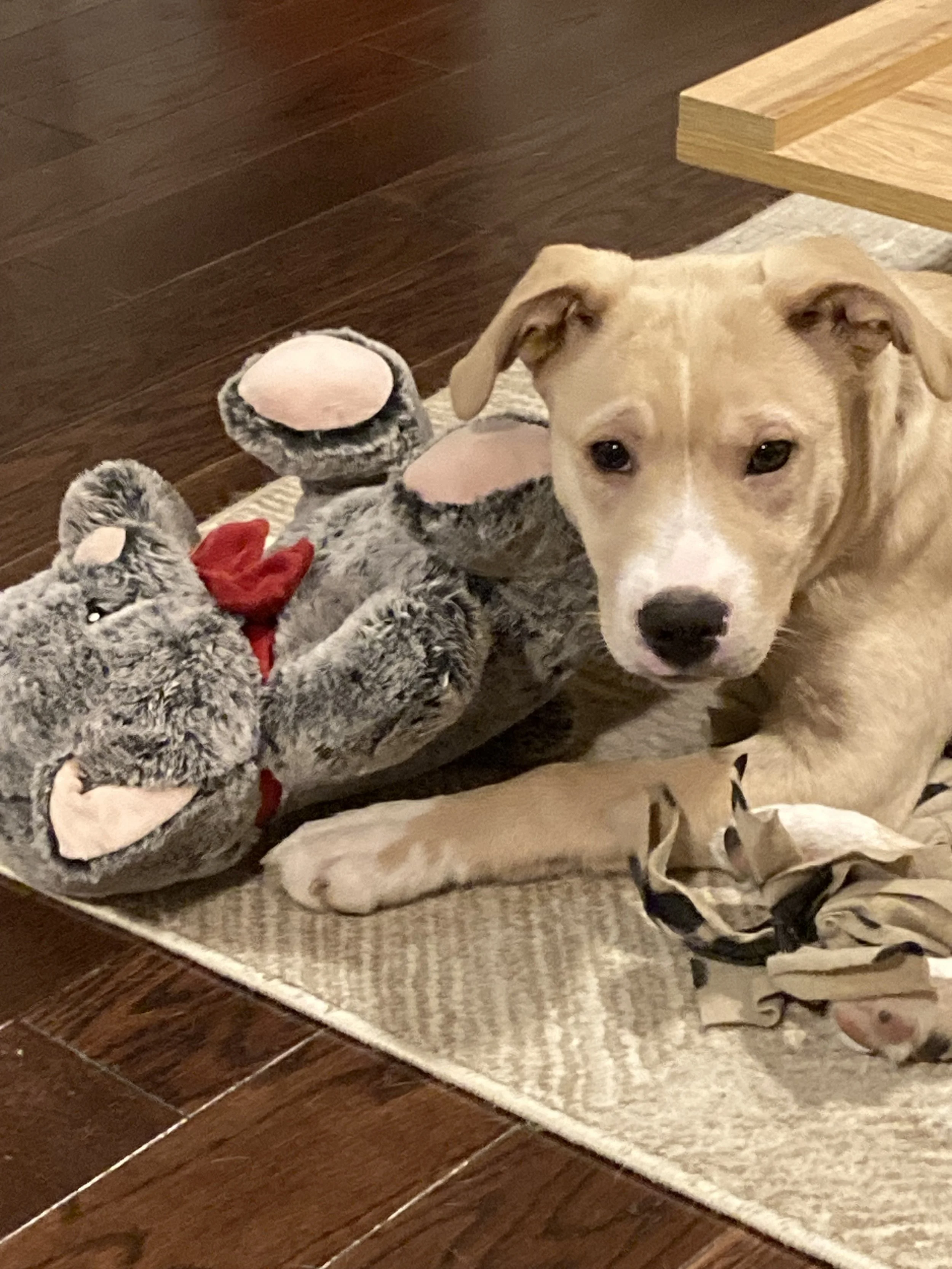 IMG_5909 - Danielle Lobo.jpeg