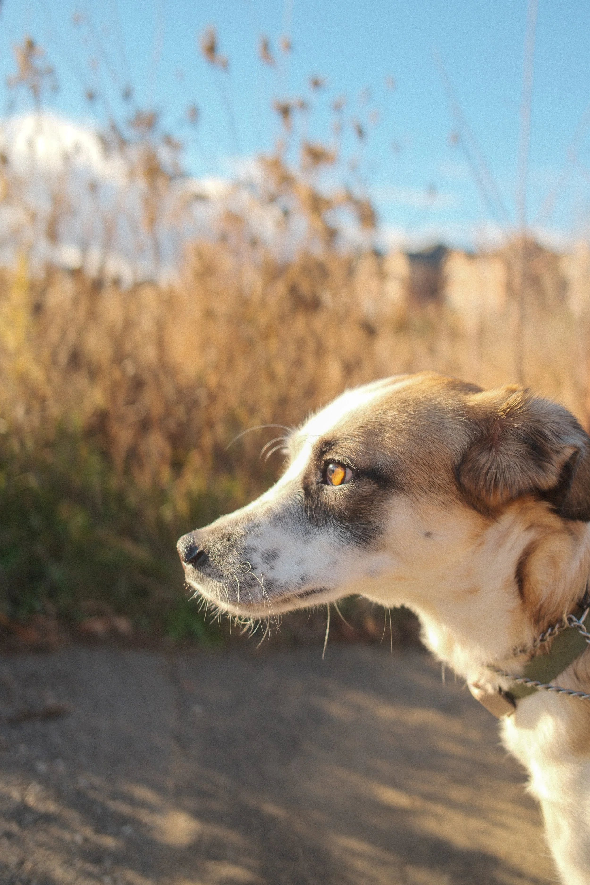 DSCF0329 - Shipra Roy.jpeg