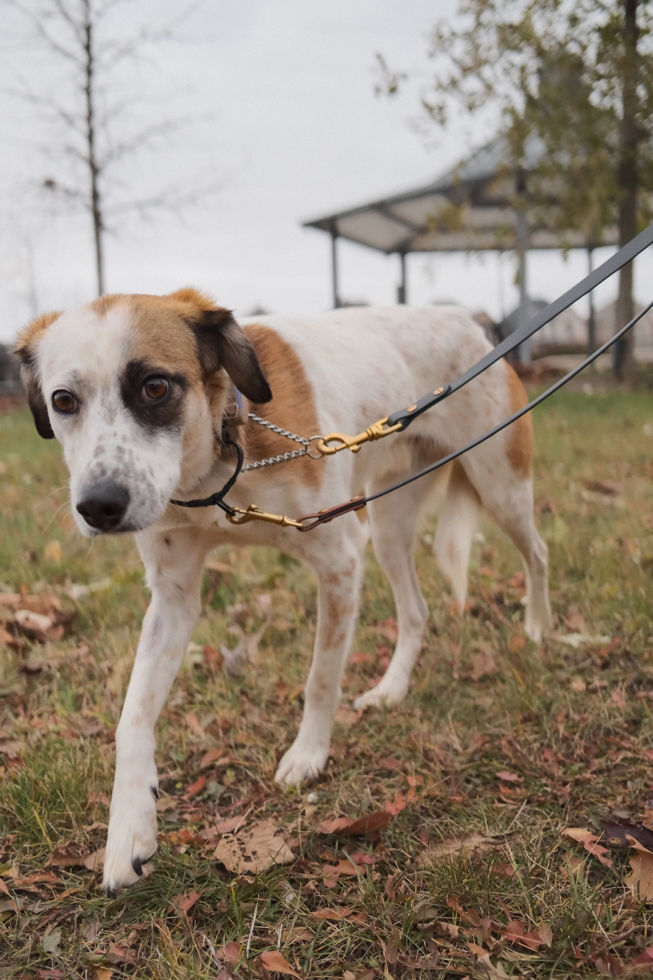 DSCF0382 - Shipra Roy.jpeg