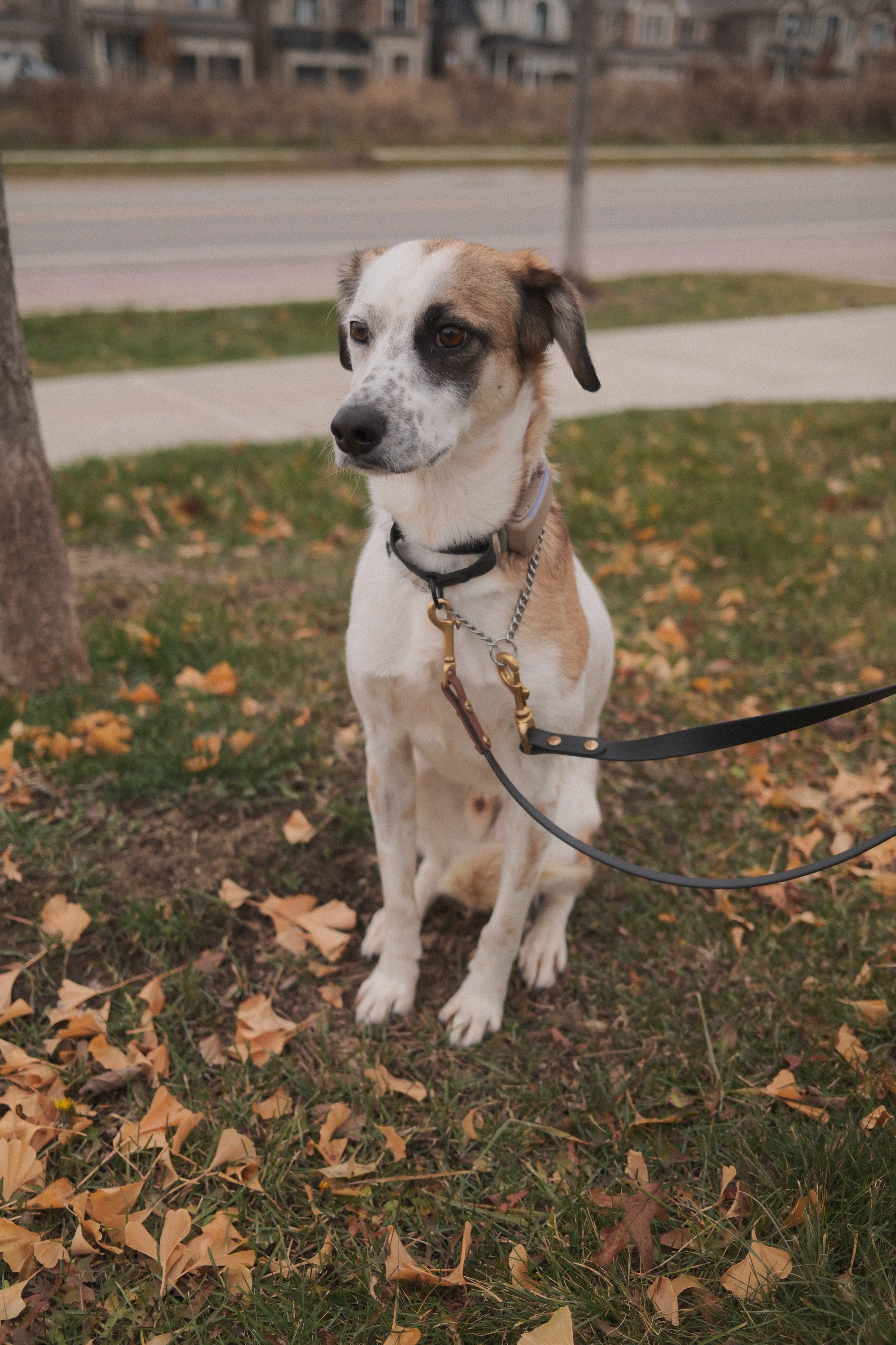 DSCF0448 - Shipra Roy.jpeg