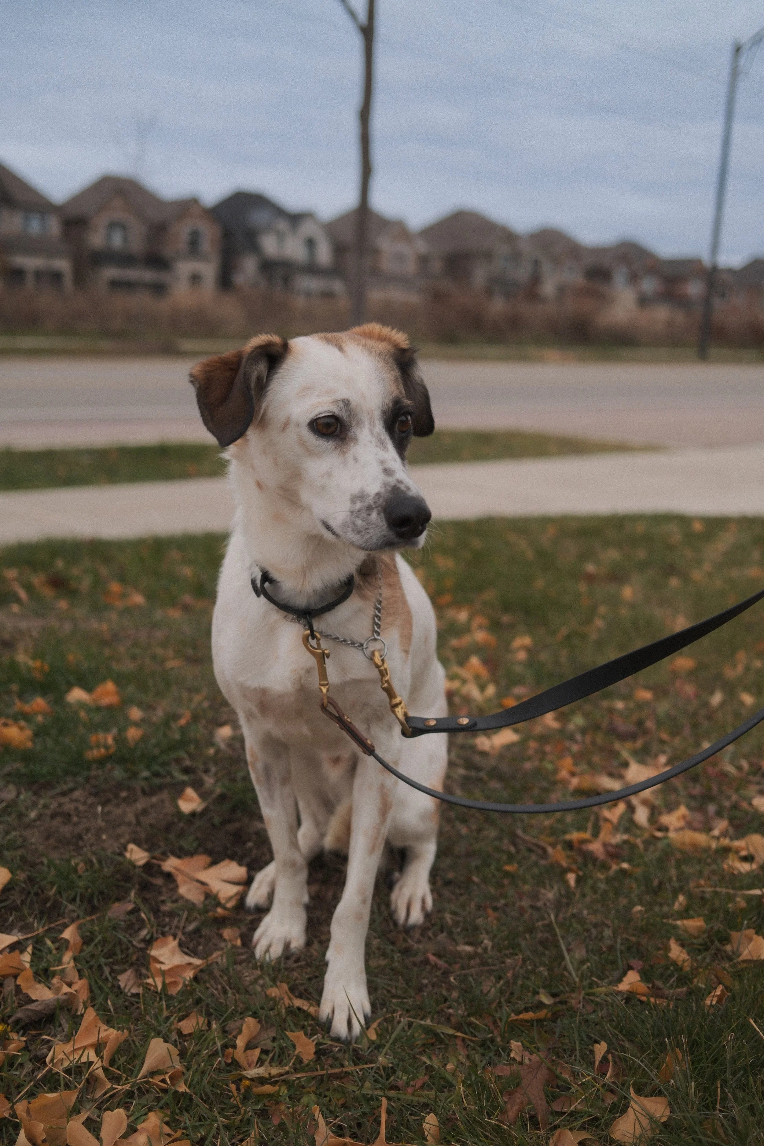 DSCF0451 - Shipra Roy.jpeg