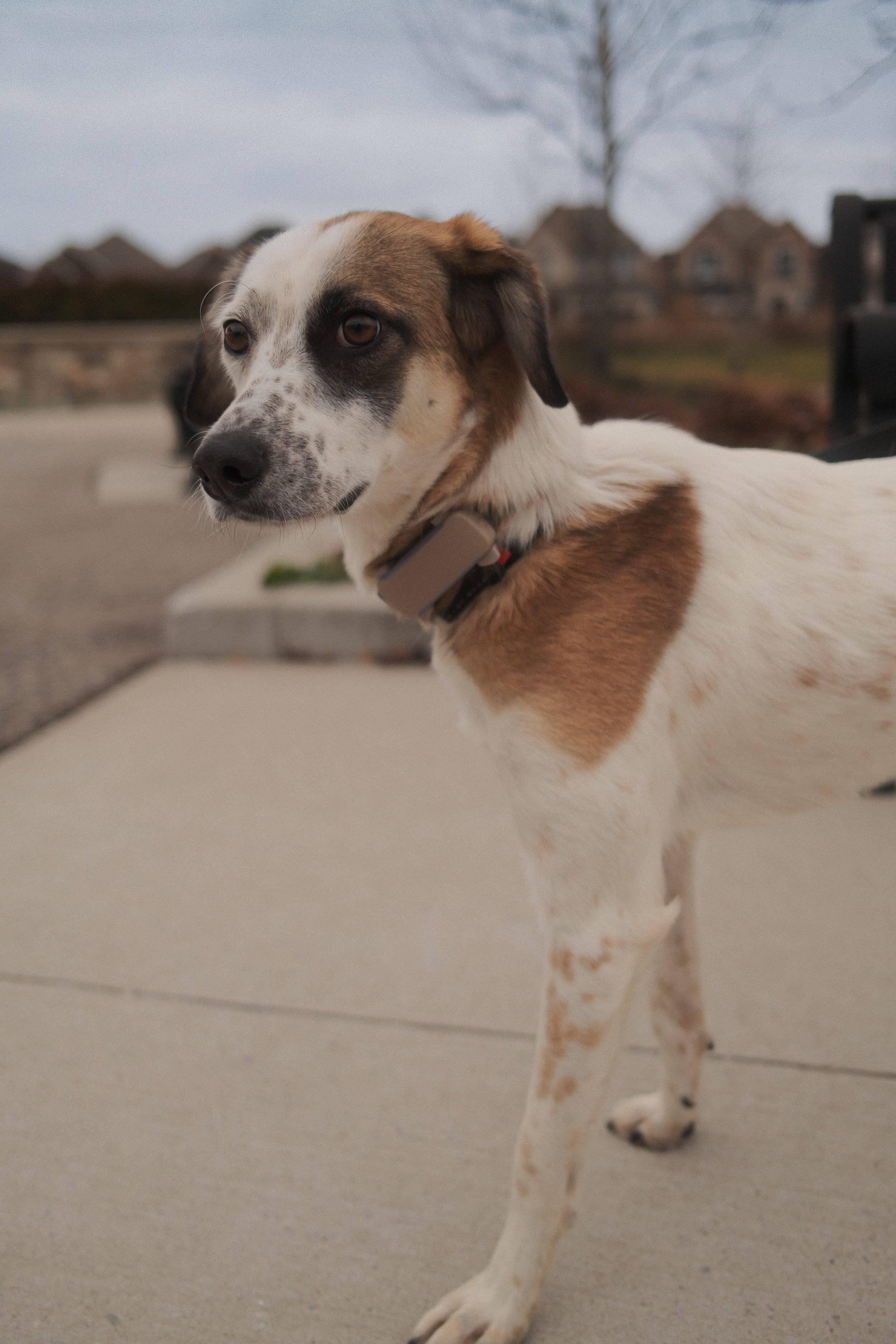 DSCF0454 - Shipra Roy.jpeg