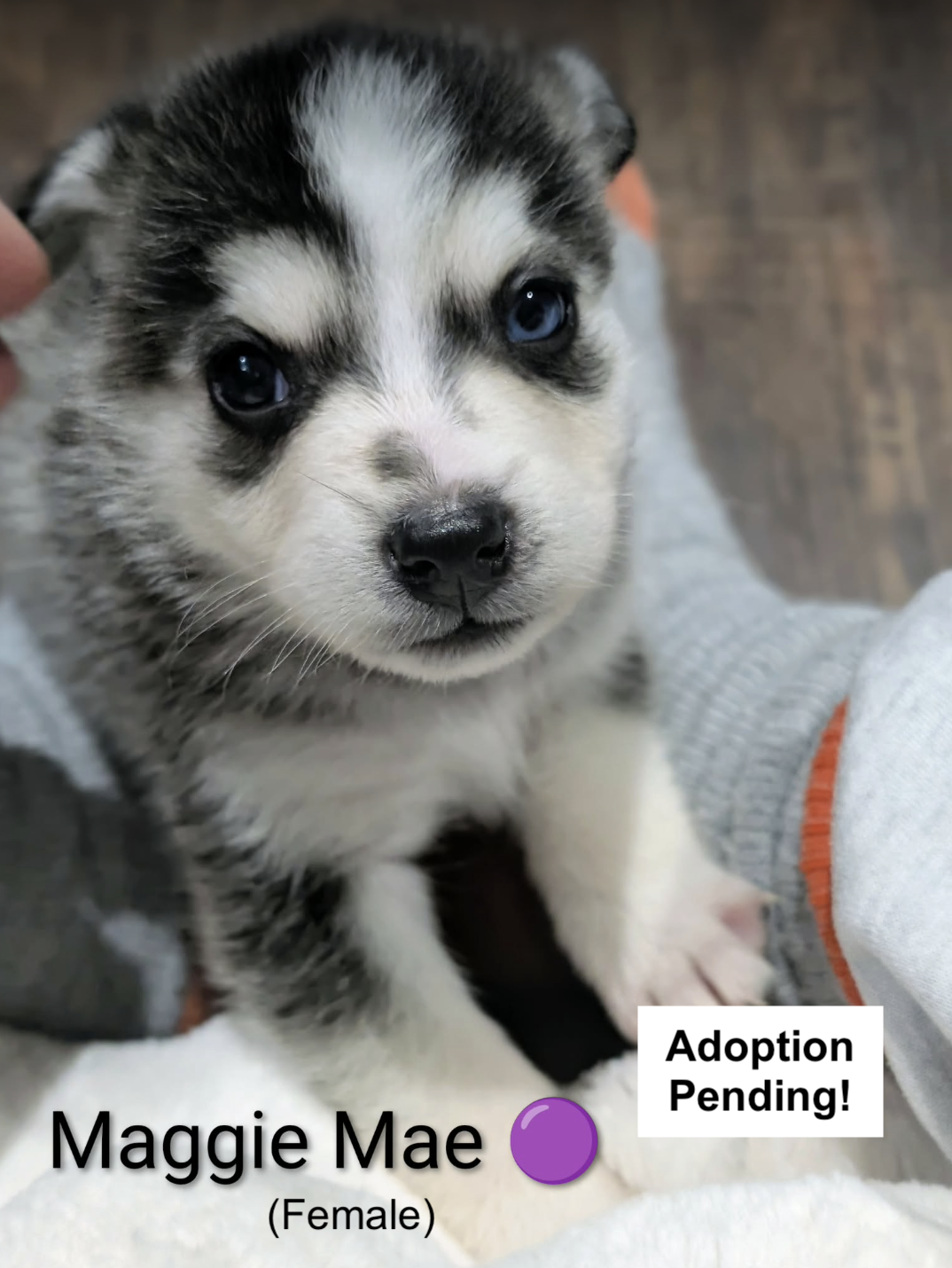 MaggieMae1.PNG