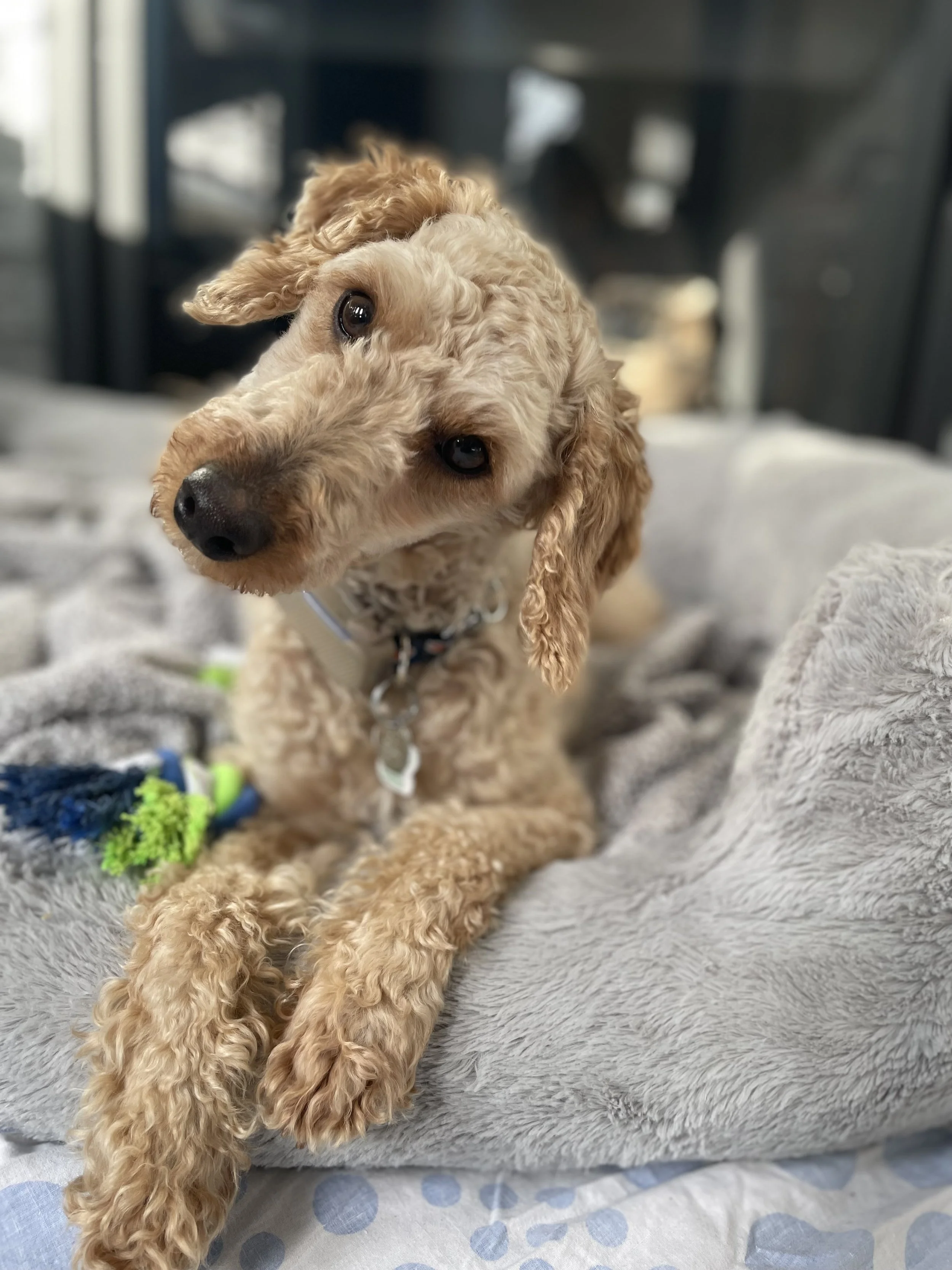 IMG_6248 - Cristina De Almeida.jpeg