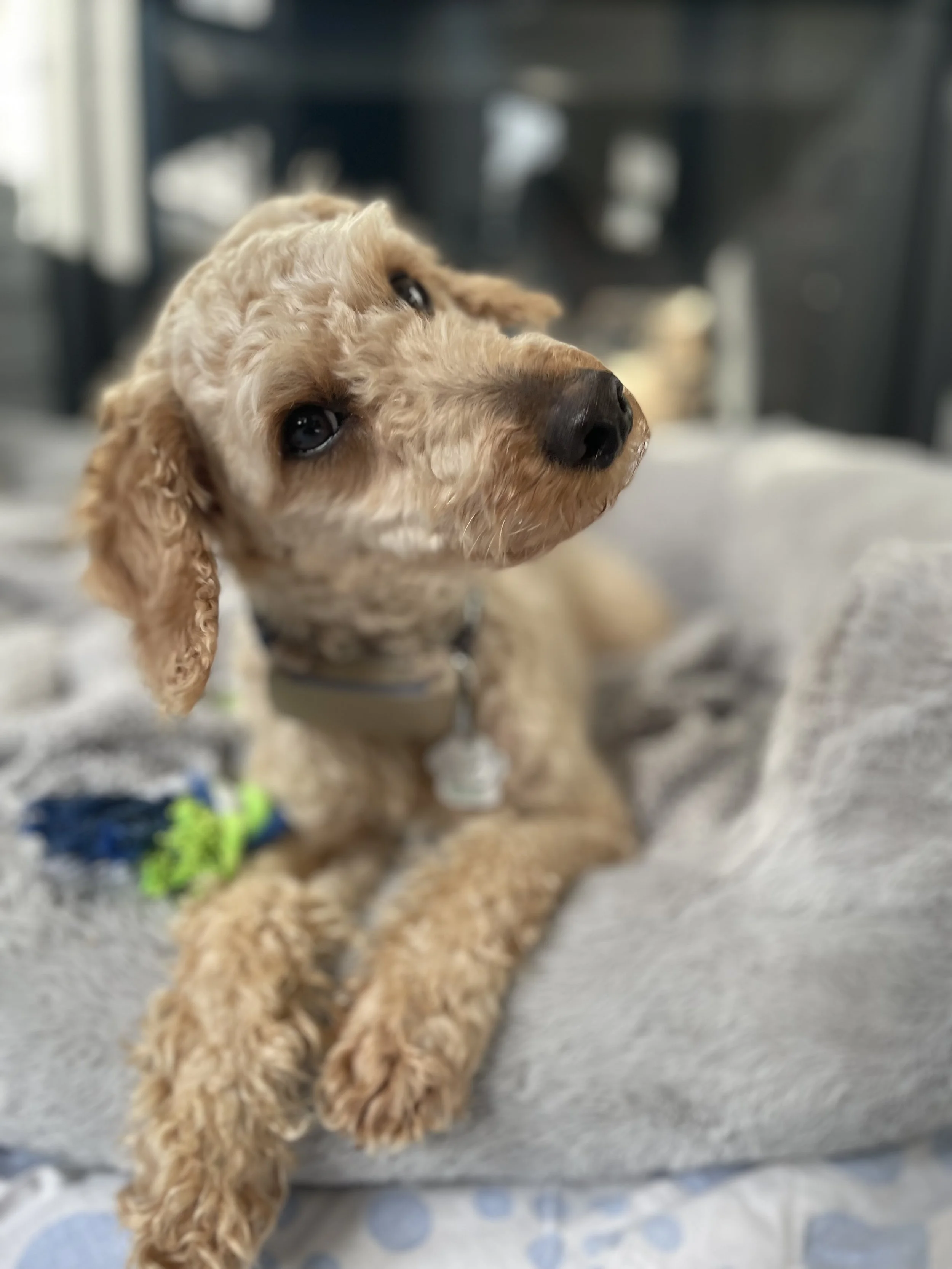 IMG_6249 - Cristina De Almeida.jpeg