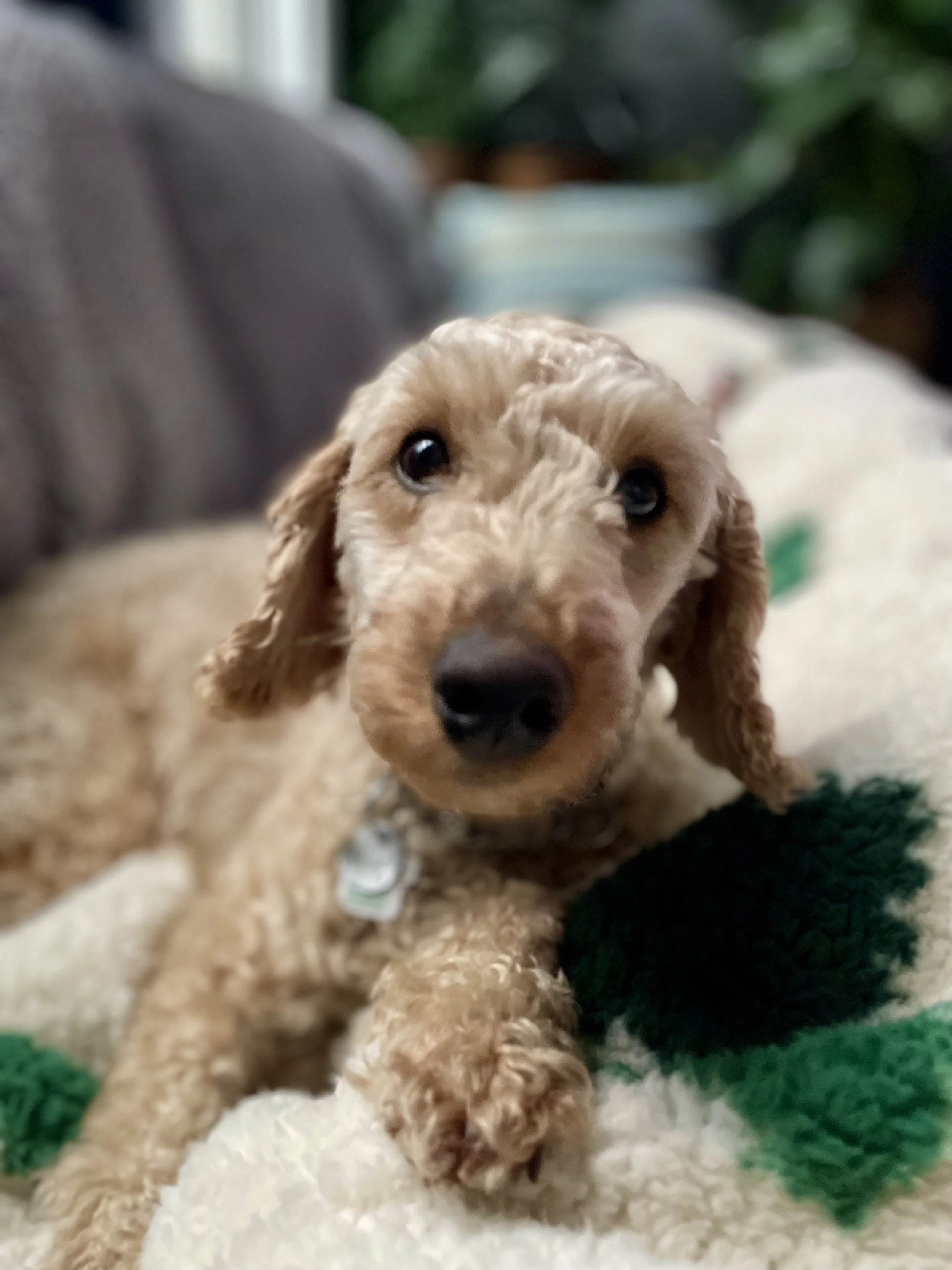 IMG_6309 - Cristina De Almeida.jpeg