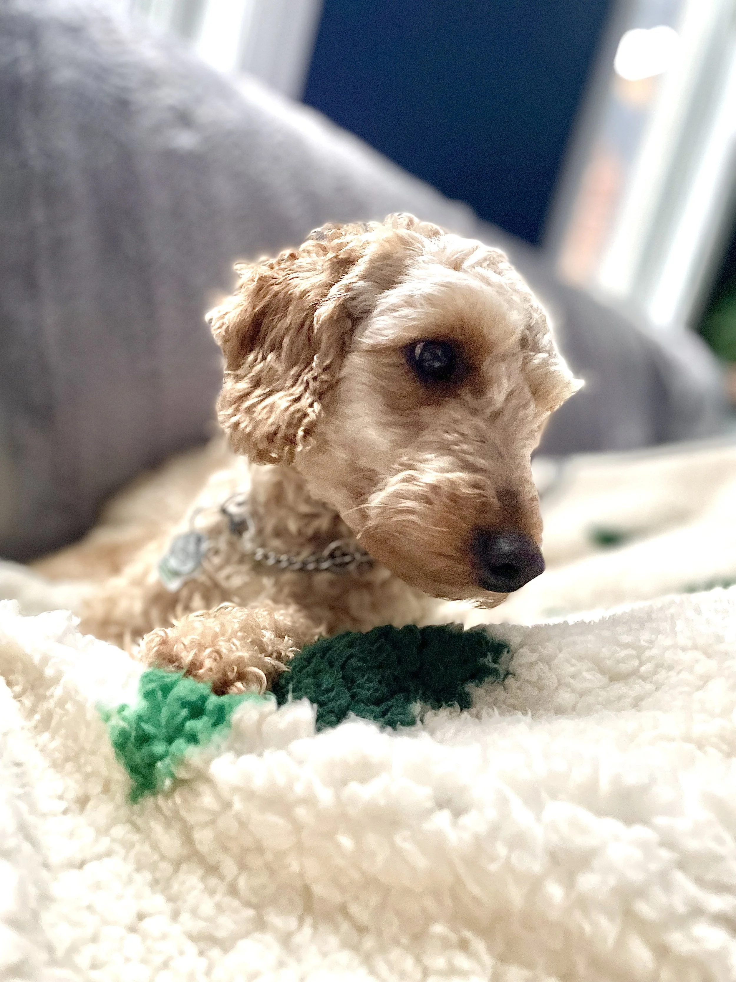 IMG_6303 - Cristina De Almeida.jpeg