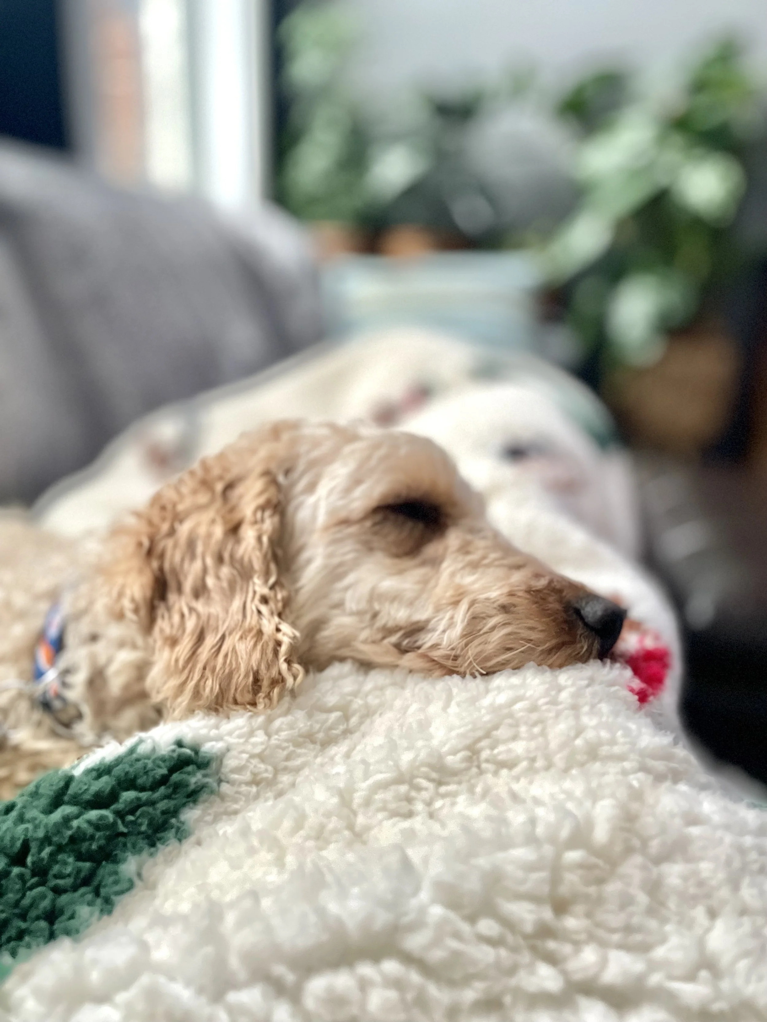 IMG_6310 - Cristina De Almeida.jpeg