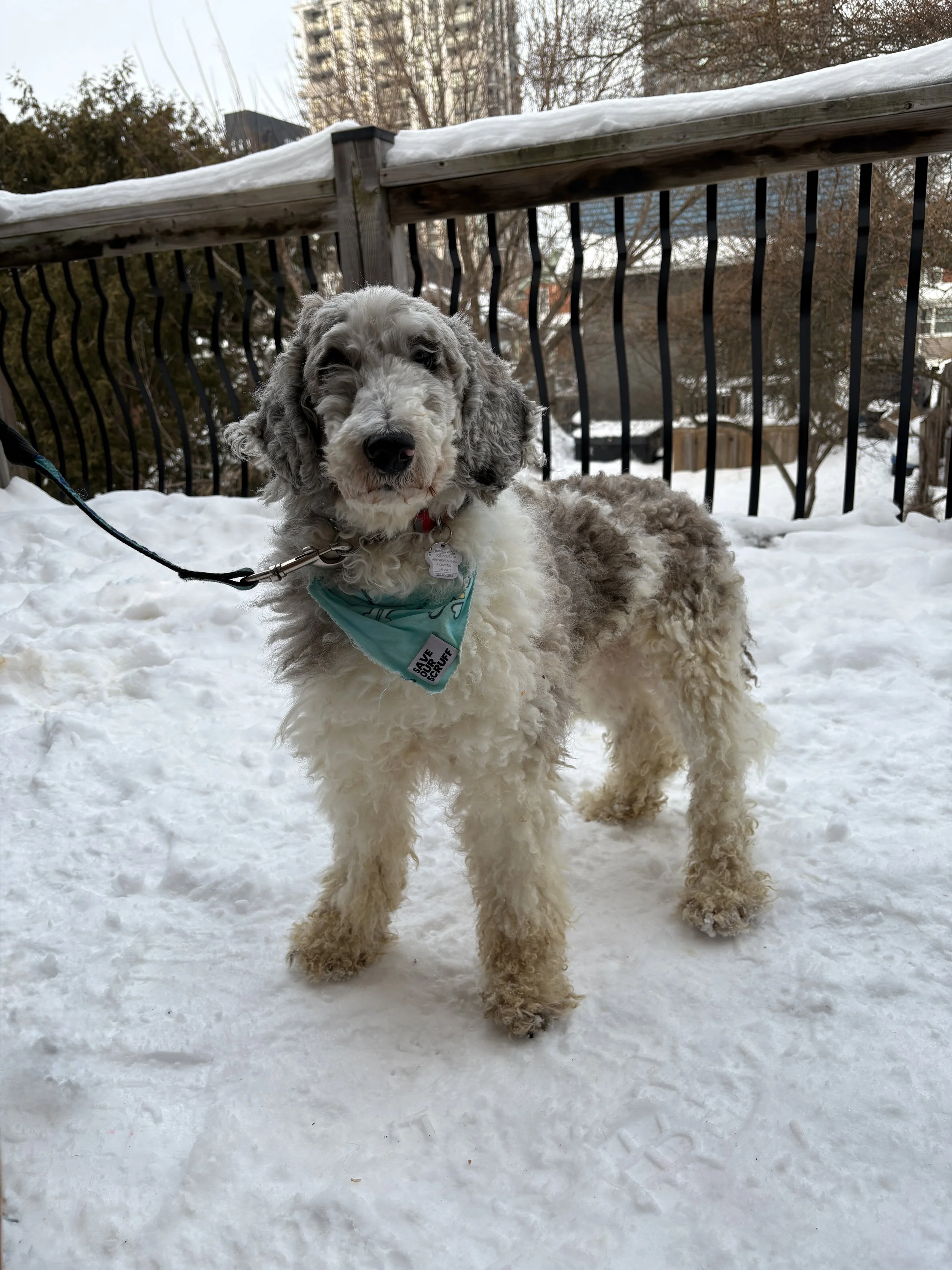 IMG_7342 - Adoptions Team.jpg