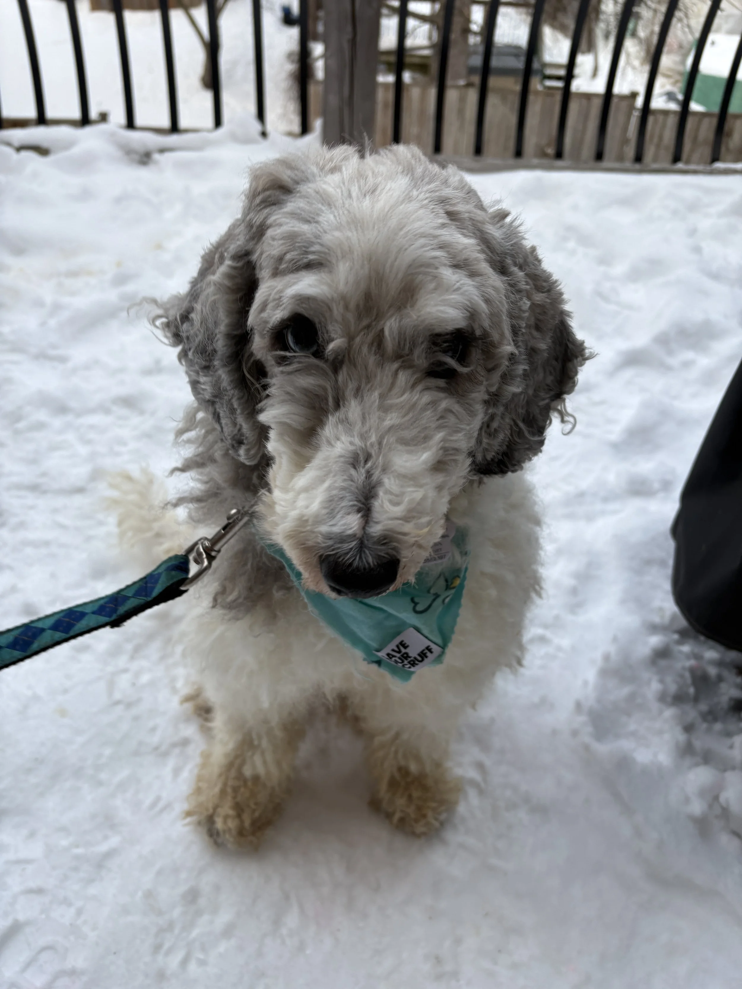 IMG_7348 - Adoptions Team.JPG