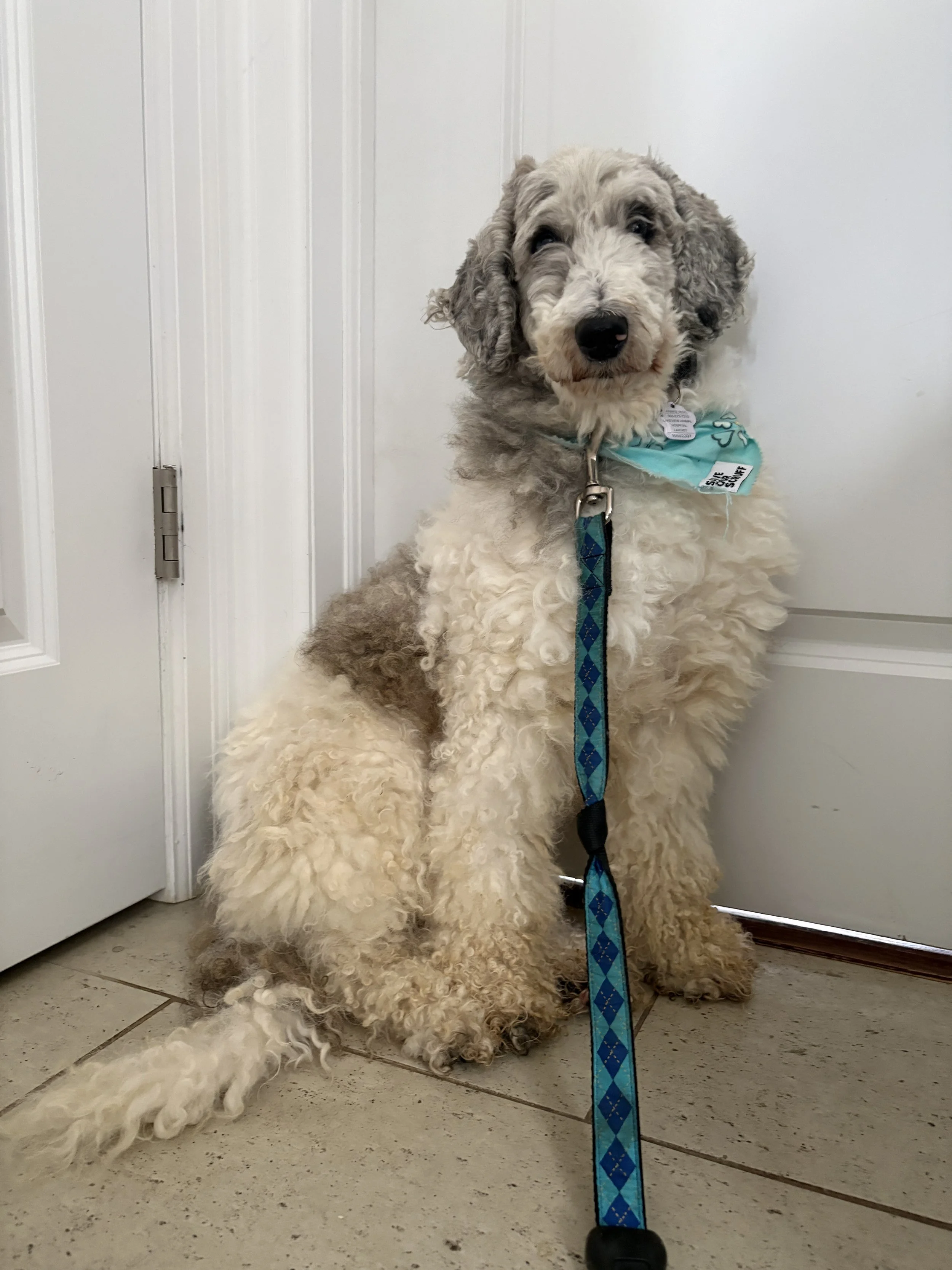 IMG_7370 - Adoptions Team.JPG