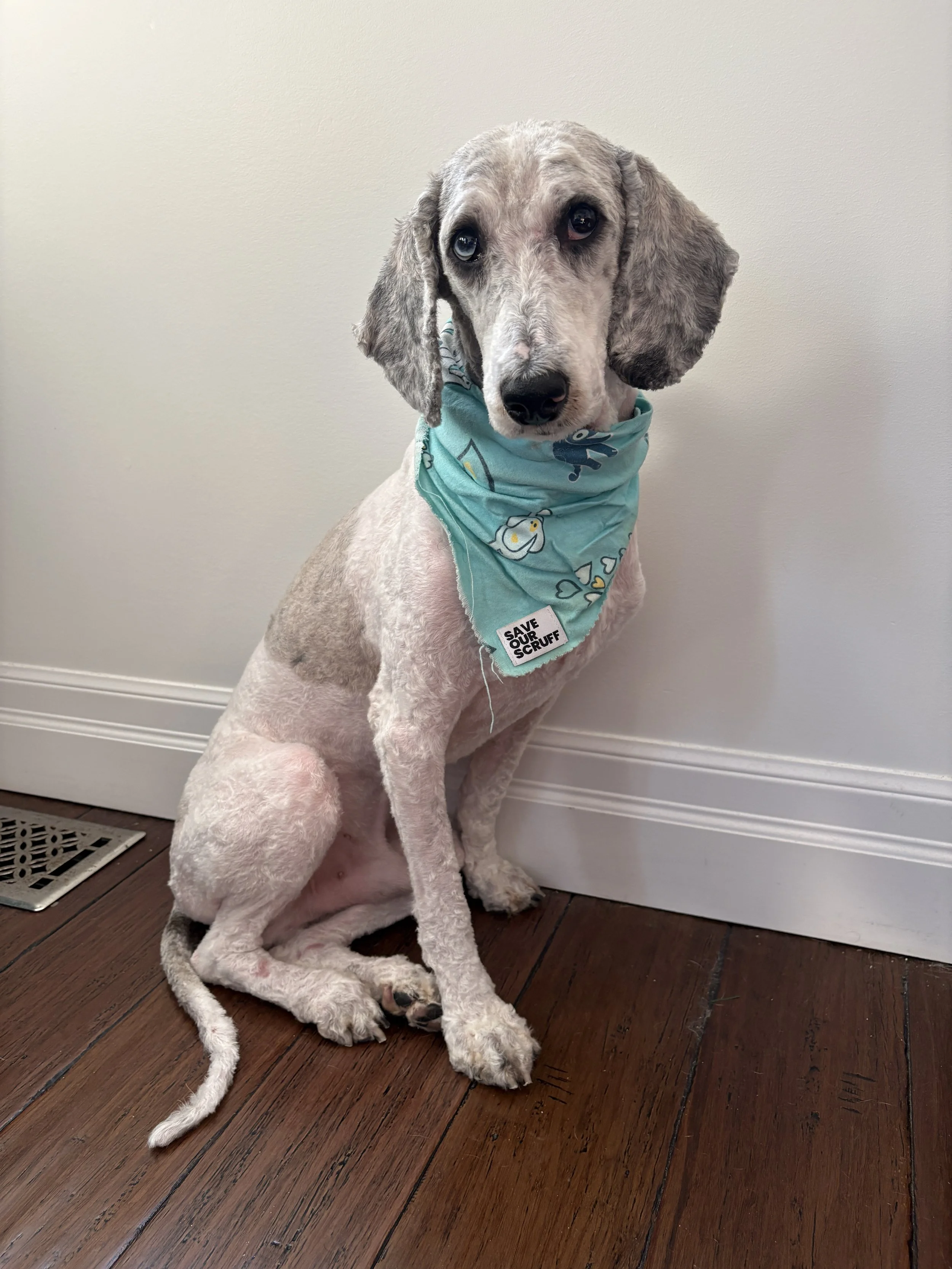 IMG_7446 - Adoptions Team.JPG