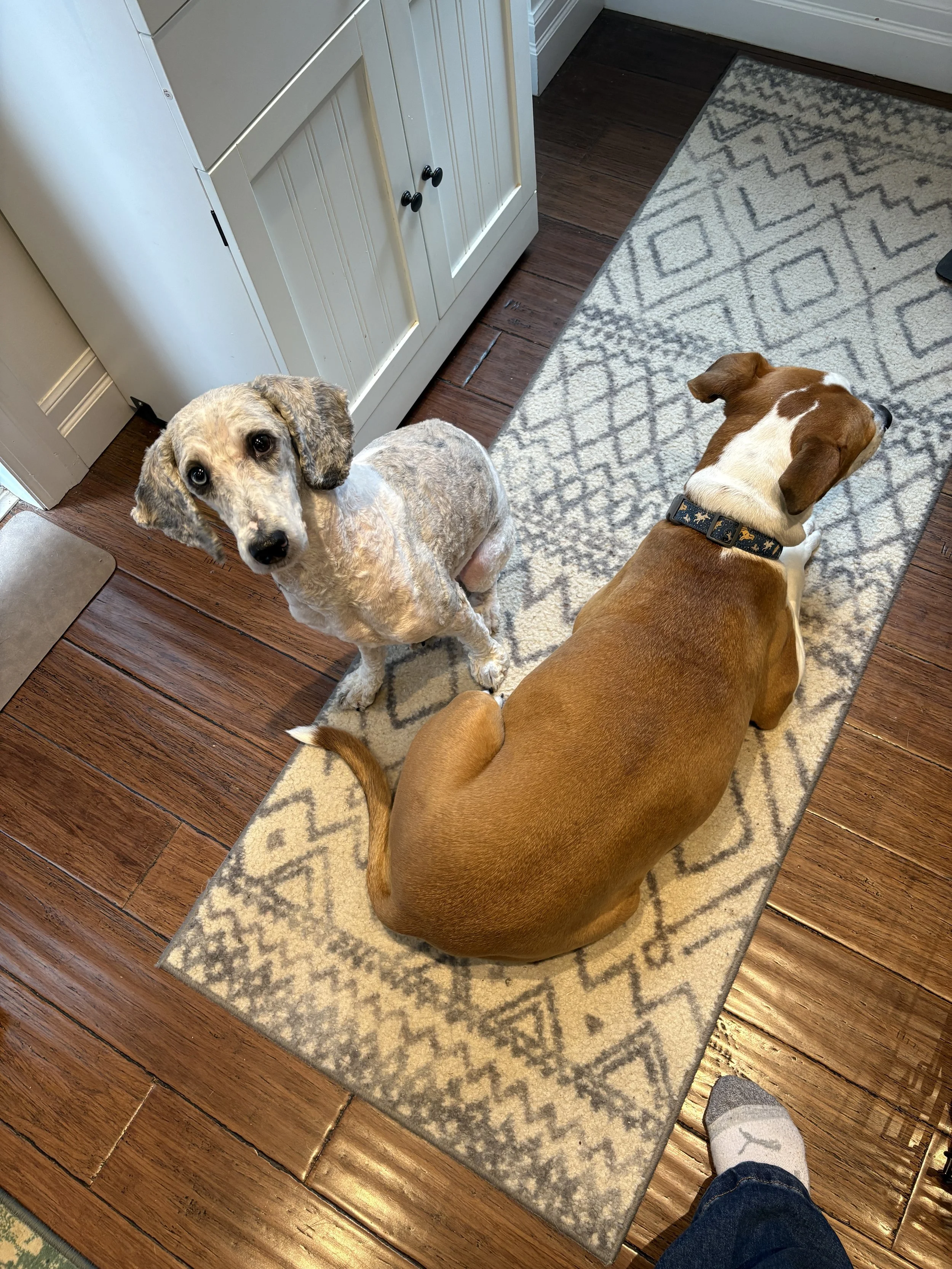 IMG_7492 - Adoptions Team.JPG