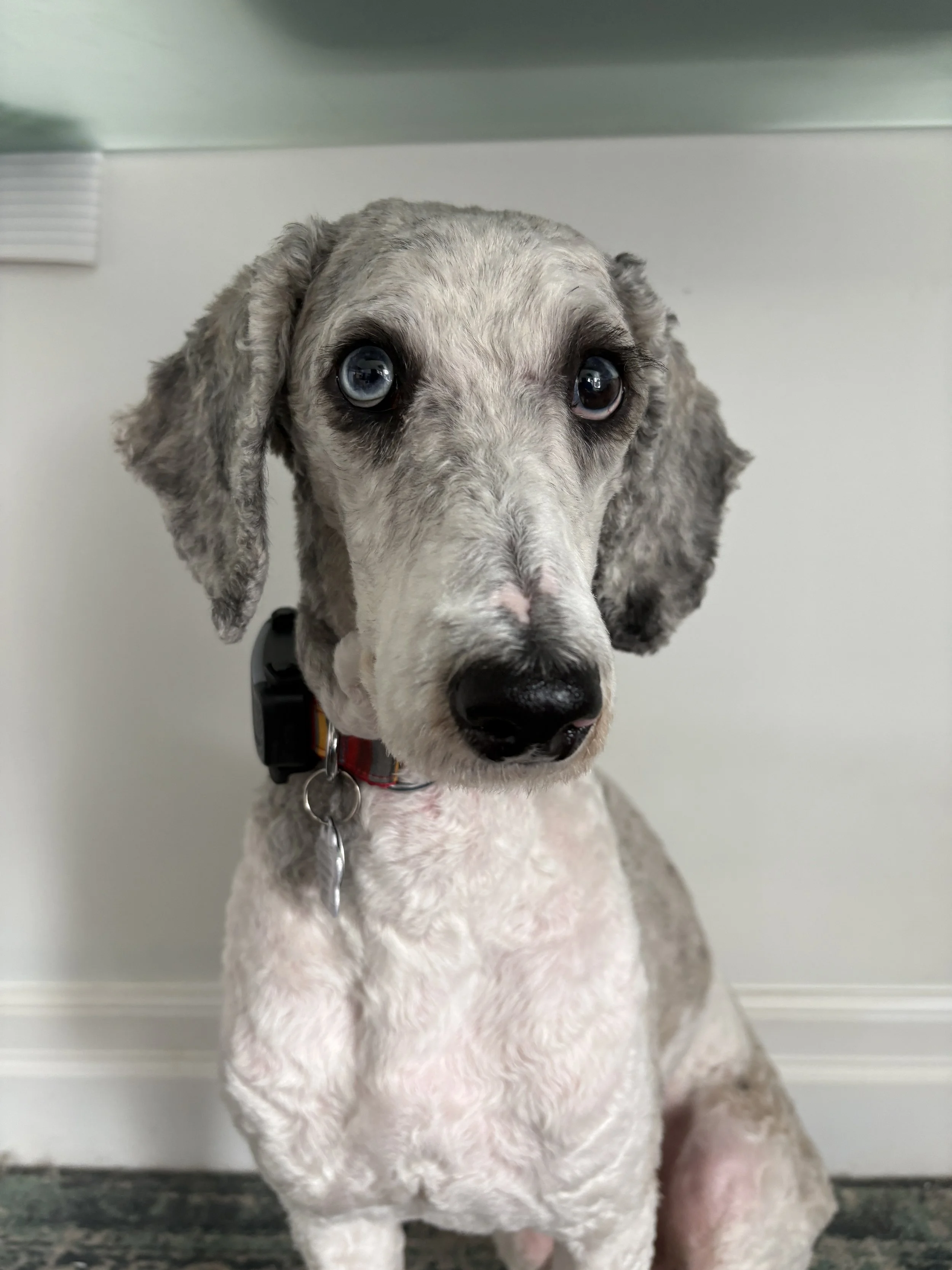 IMG_7557 - Adoptions Team.JPG