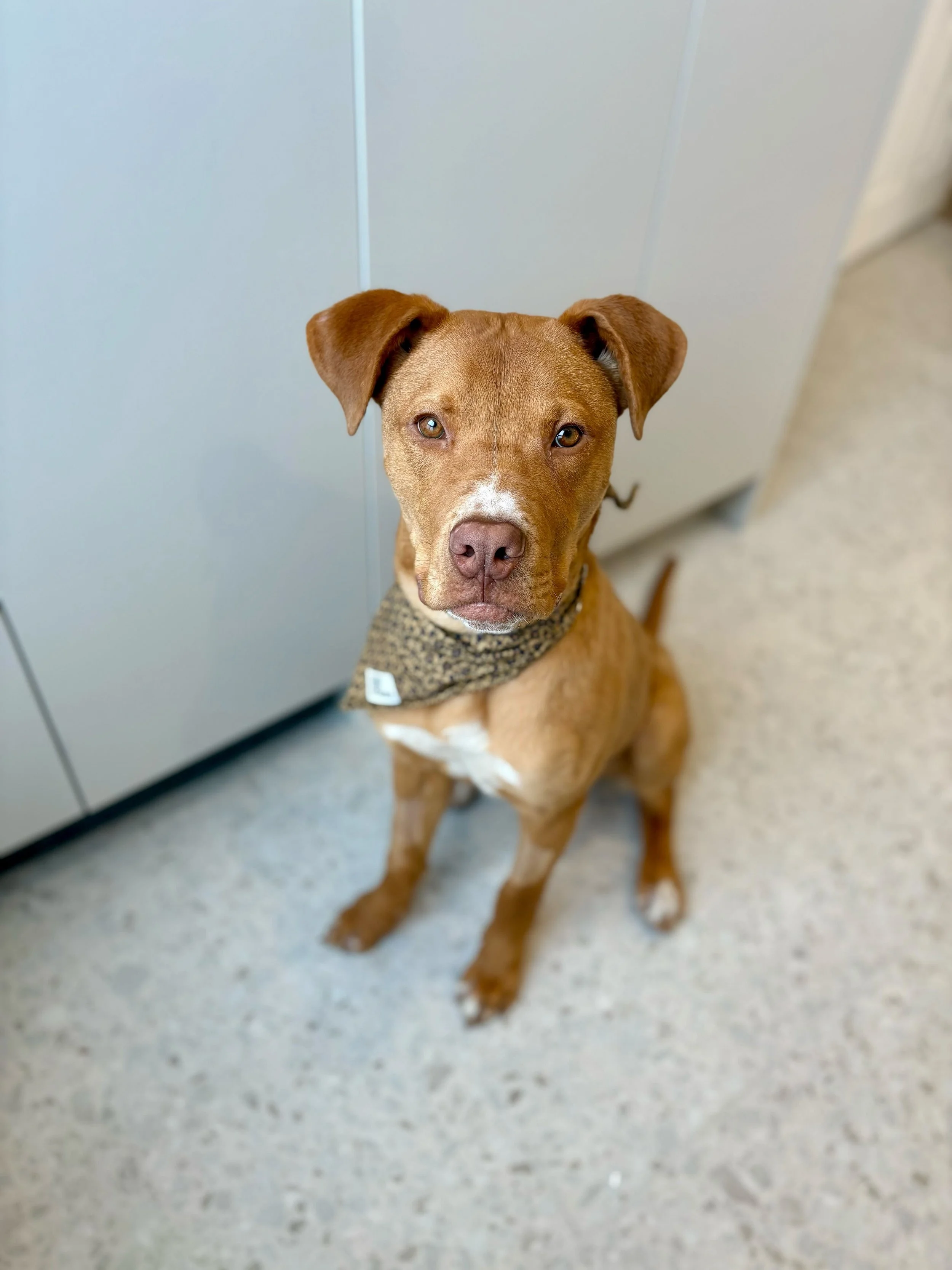 GUMBY - APP IN PROCESS