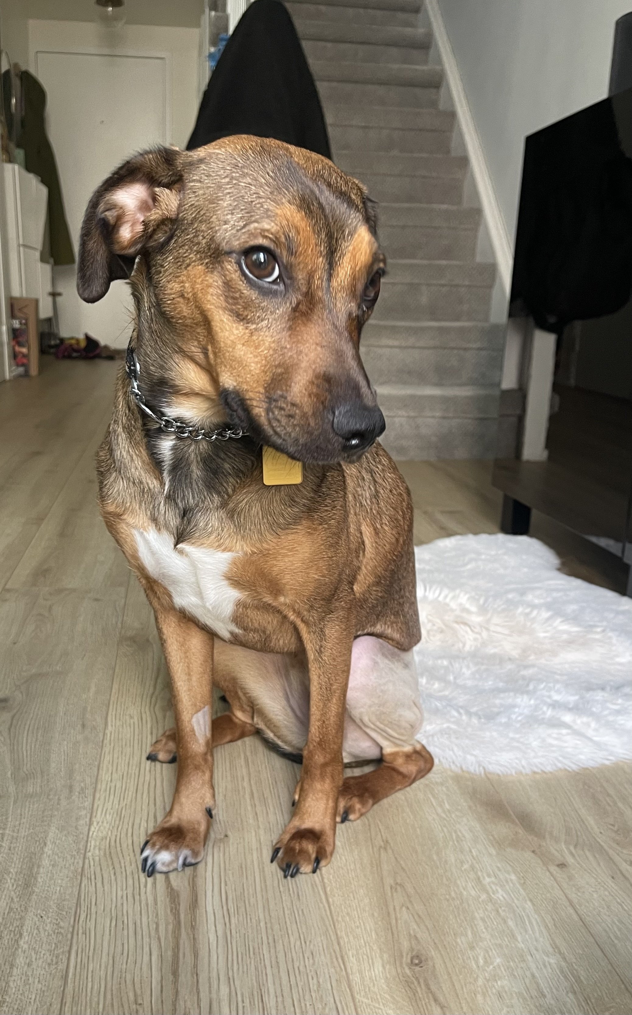 IMG_0199 - Jovalene Fox.jpeg