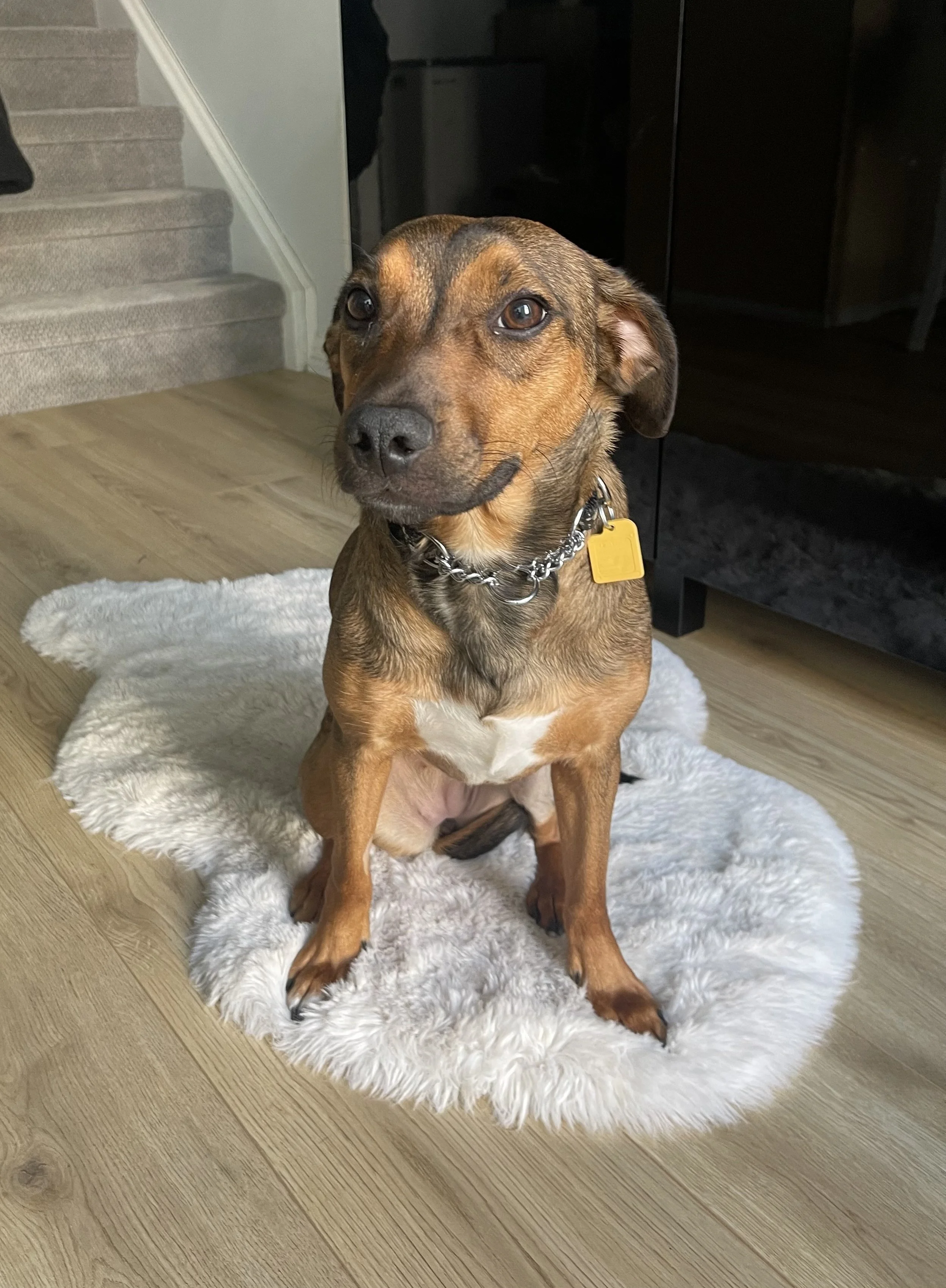 IMG_0175 - Jovalene Fox.jpeg