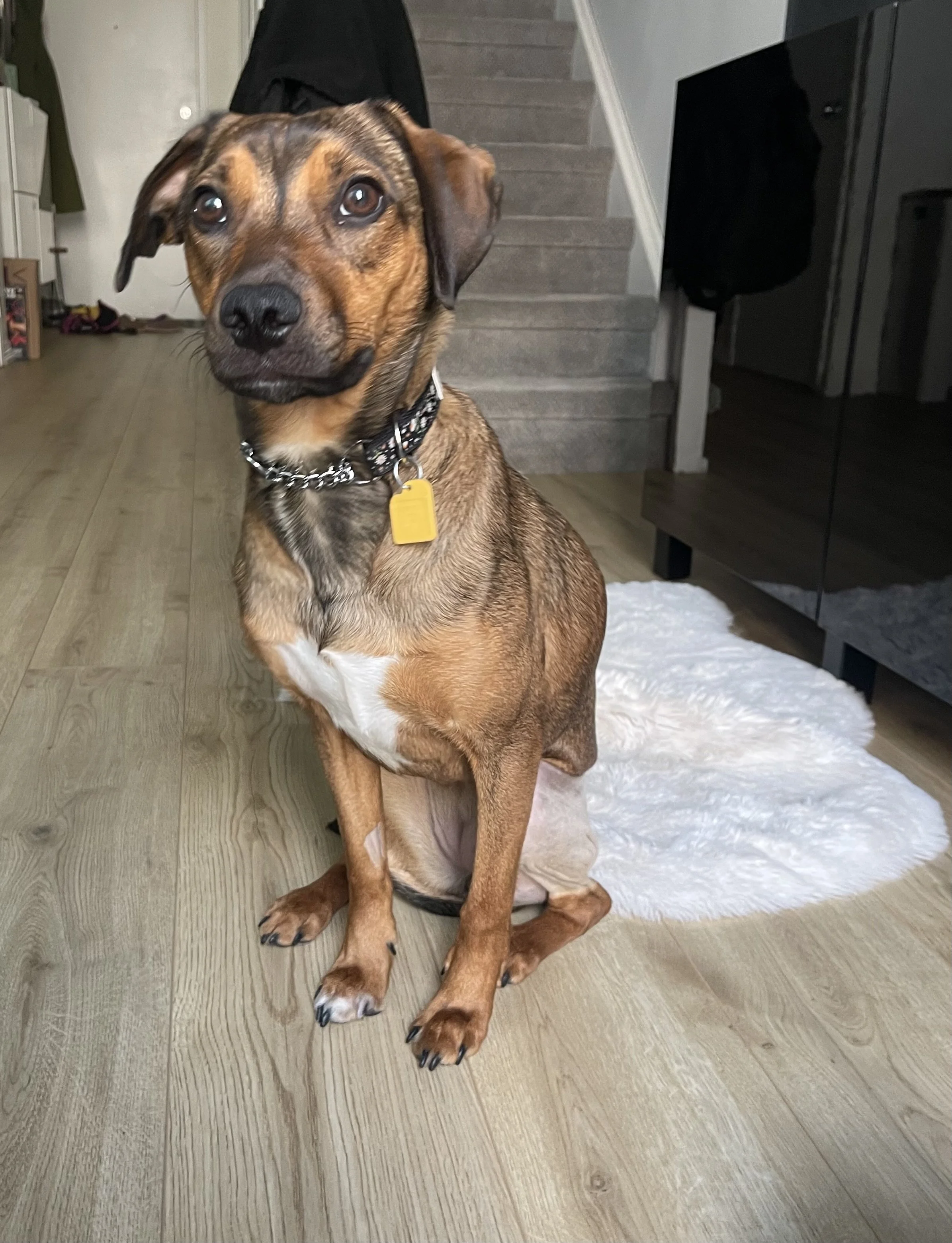 IMG_0203 - Jovalene Fox.jpeg