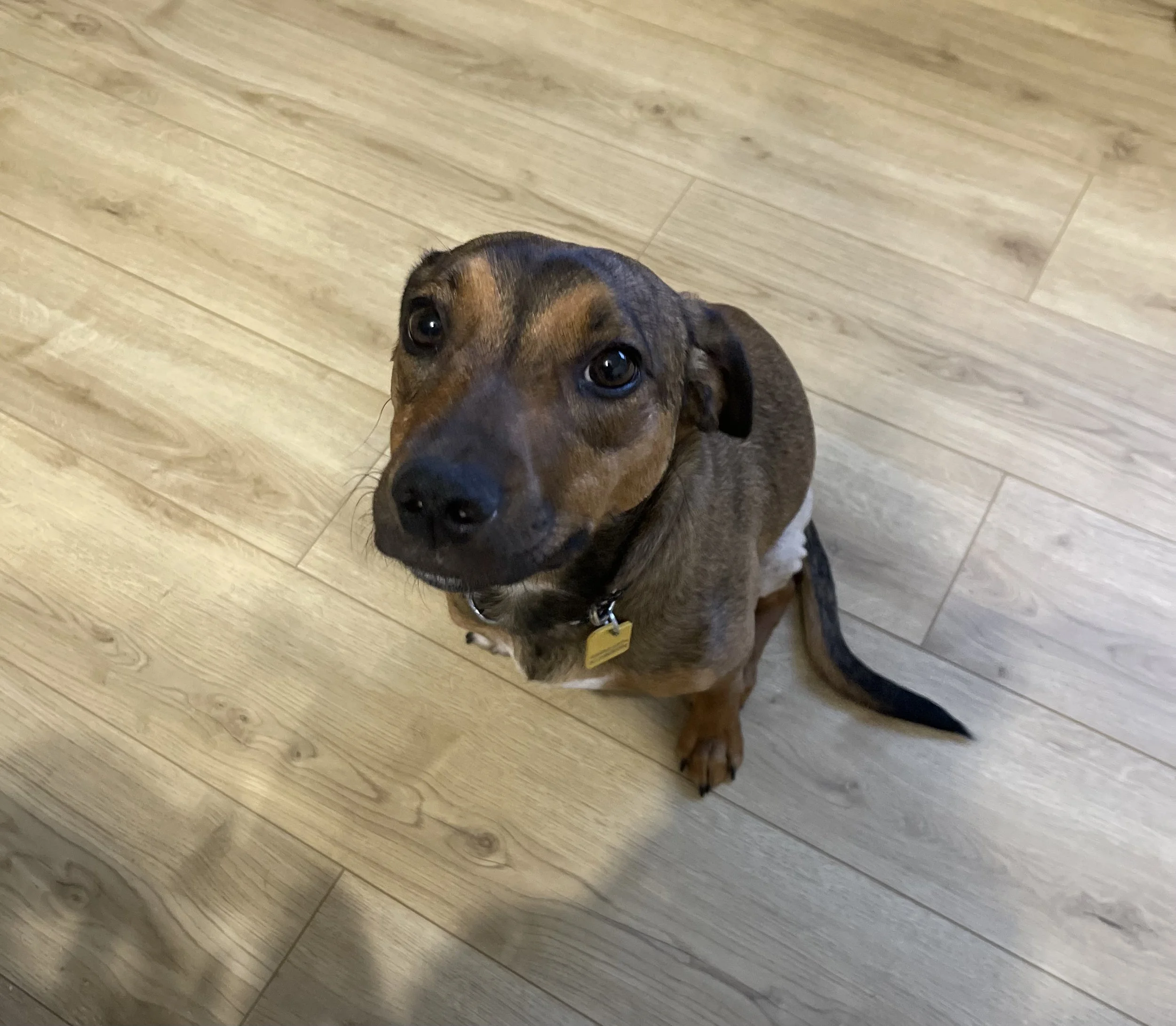 IMG_0339 - Jovalene Fox.jpeg