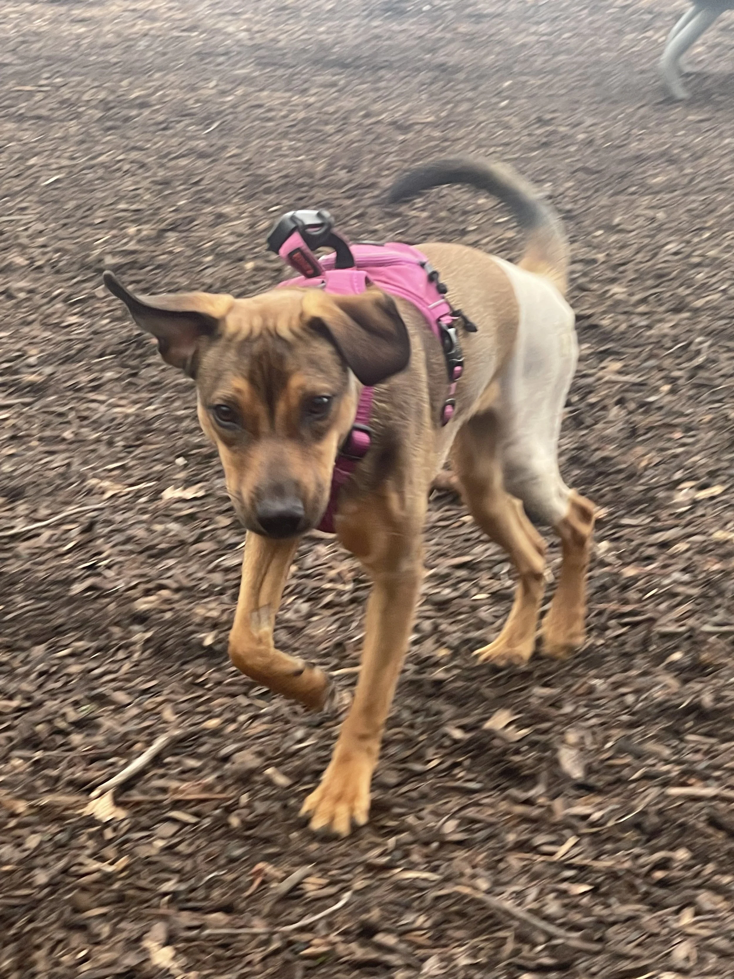 IMG_0405 - Jovalene Fox.jpeg