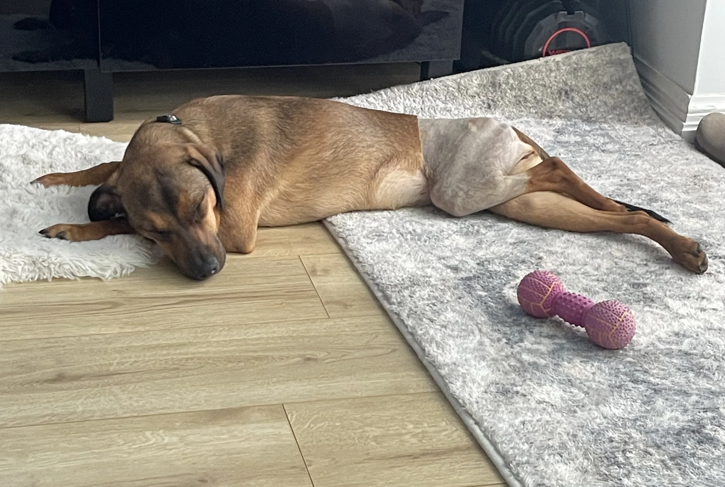 IMG_0422 - Jovalene Fox.jpeg