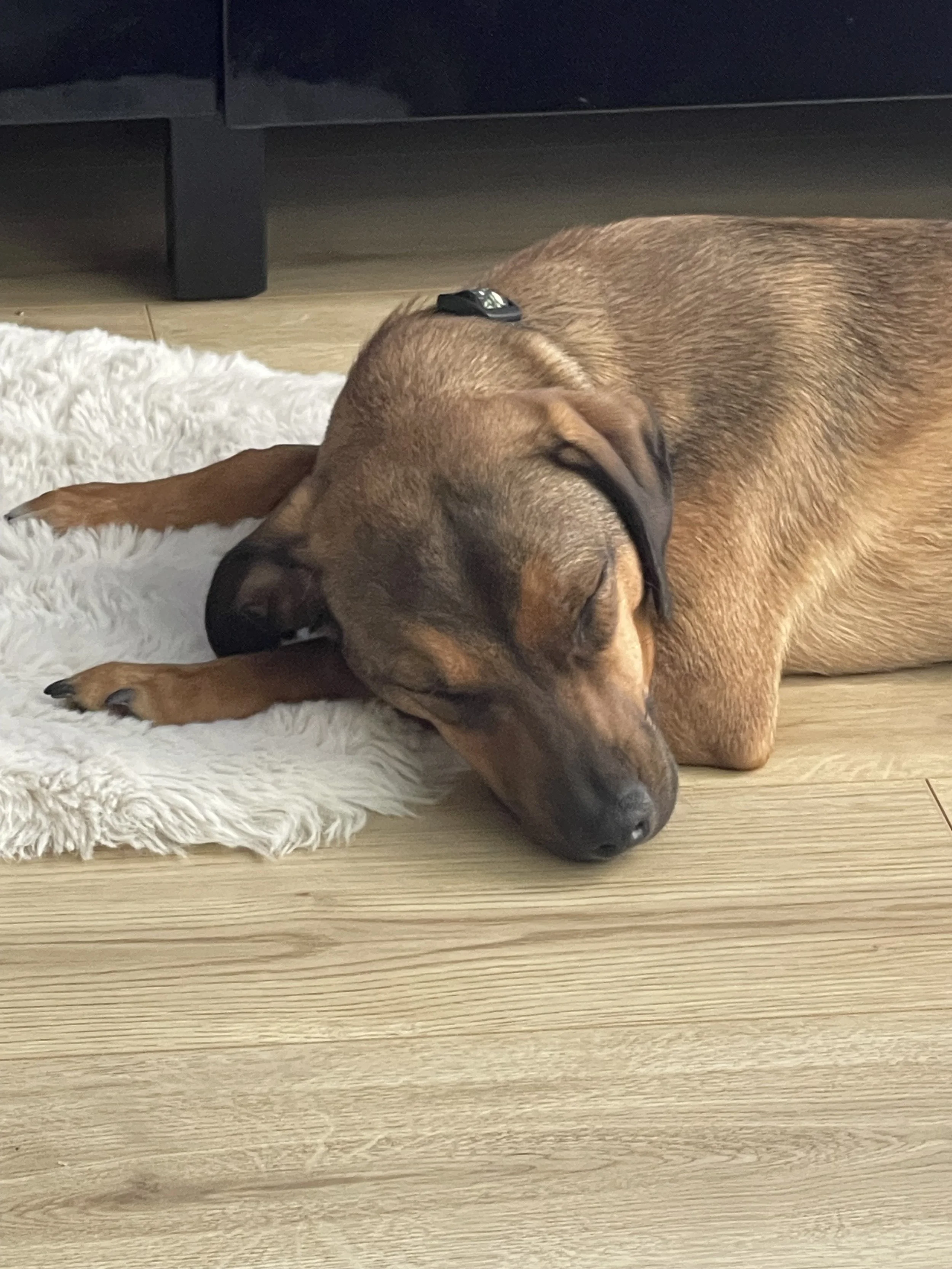 IMG_0426 - Jovalene Fox.jpeg