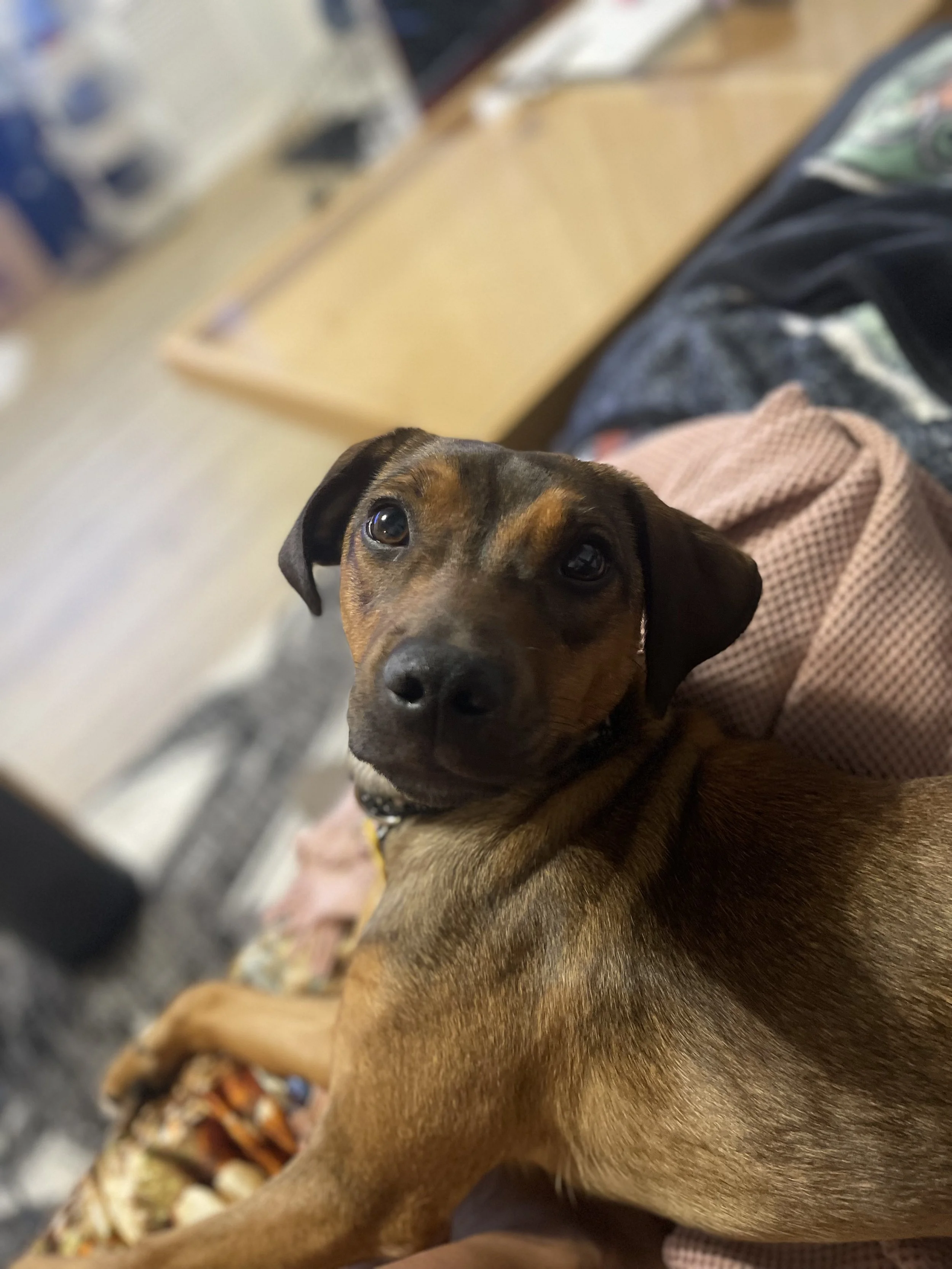 IMG_9729 - Jovalene Fox.jpeg