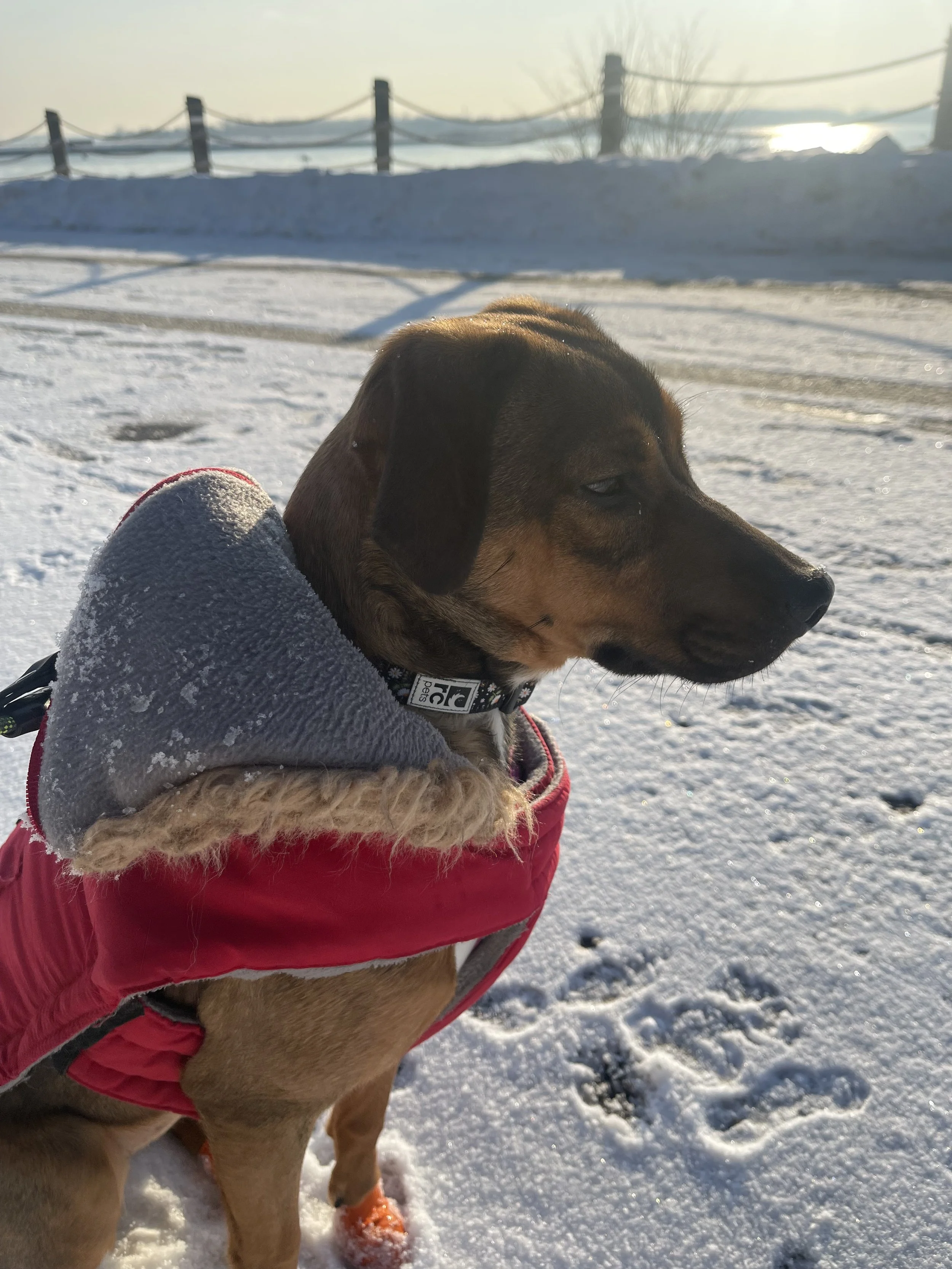 IMG_9795 - Jovalene Fox.jpeg