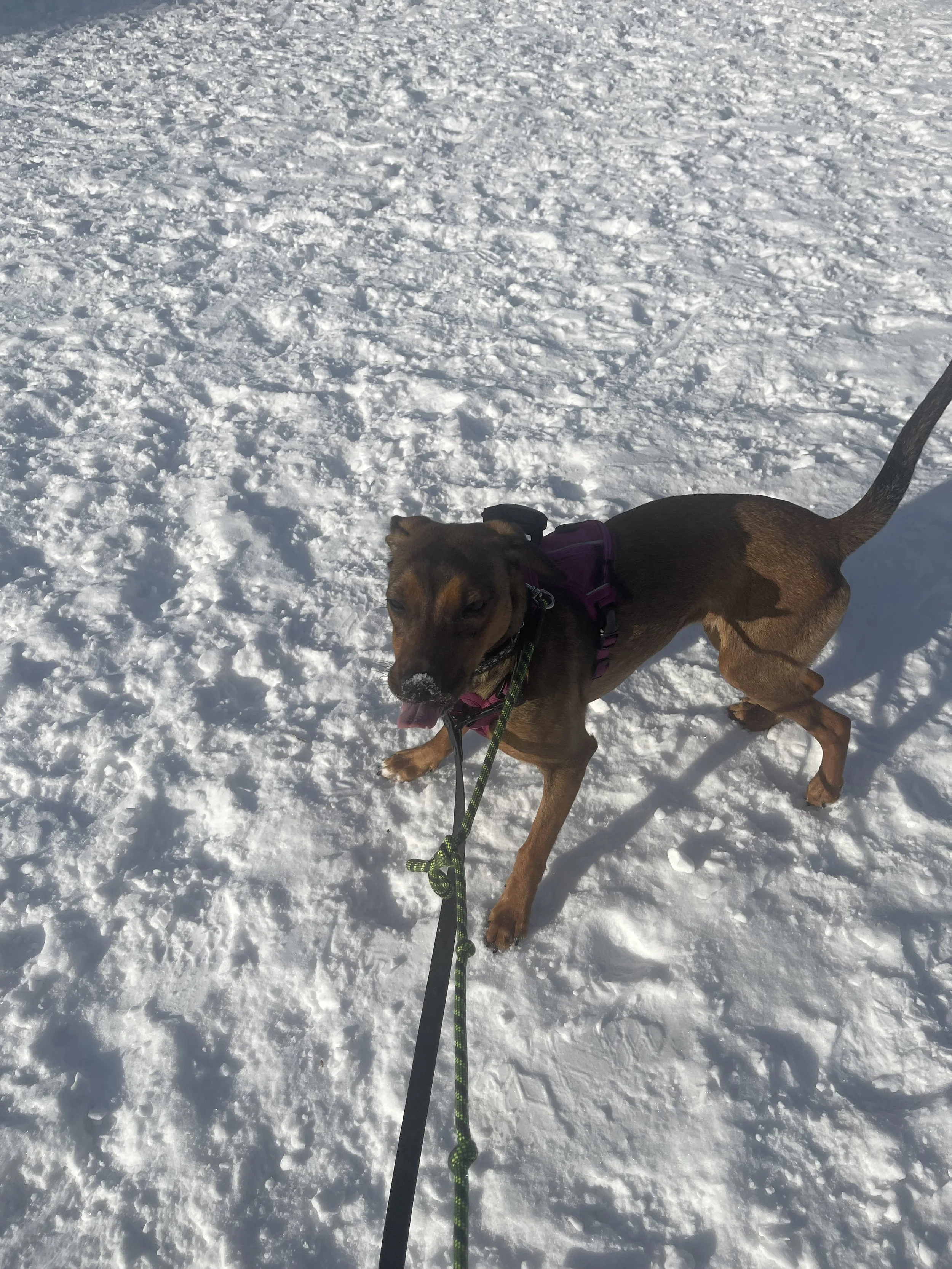 IMG_9740 - Jovalene Fox.jpeg