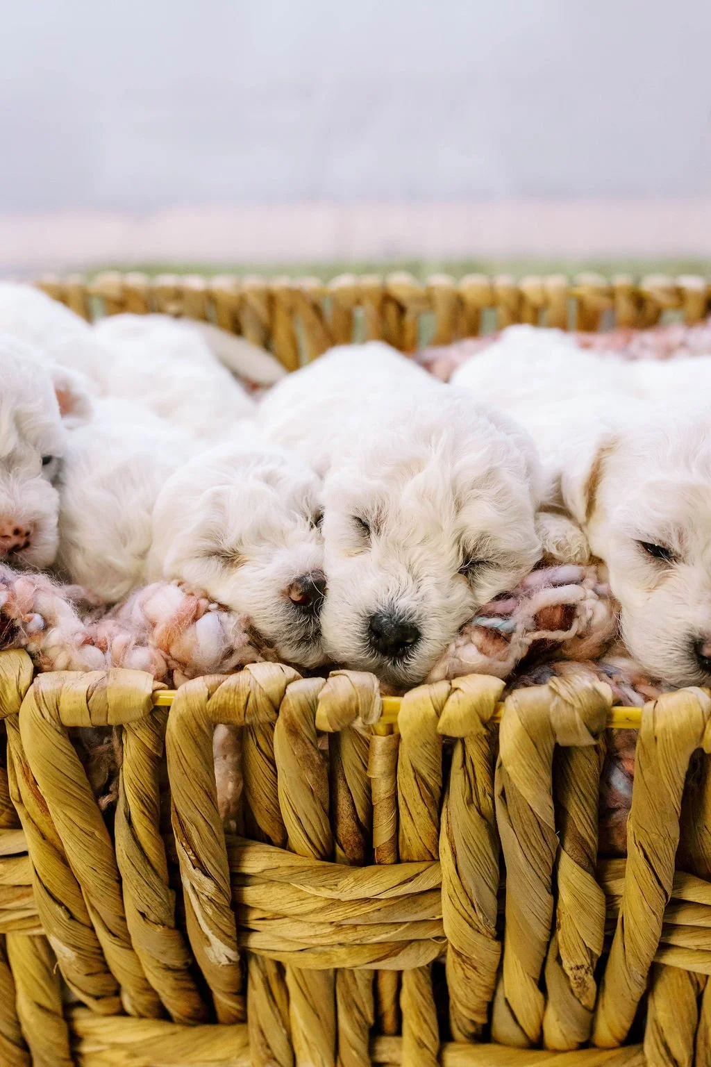 ROSE’S PUPPIES