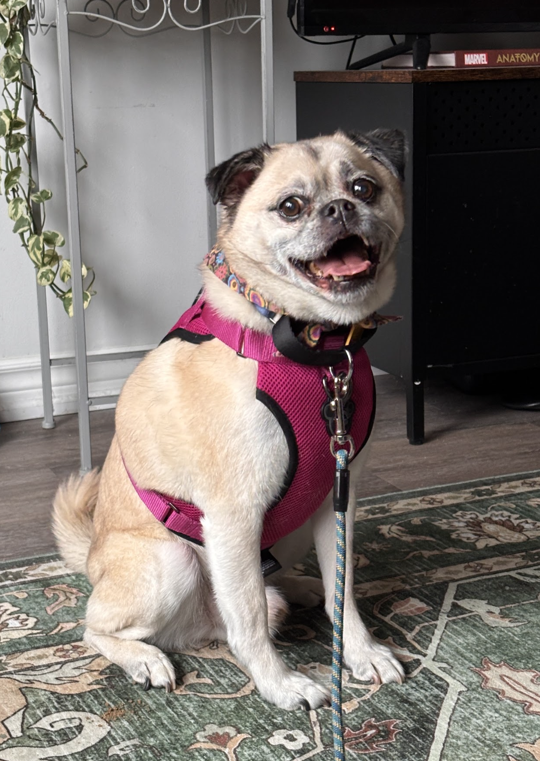 Screenshot 2026-04-02 at 6.39.32 PM.png