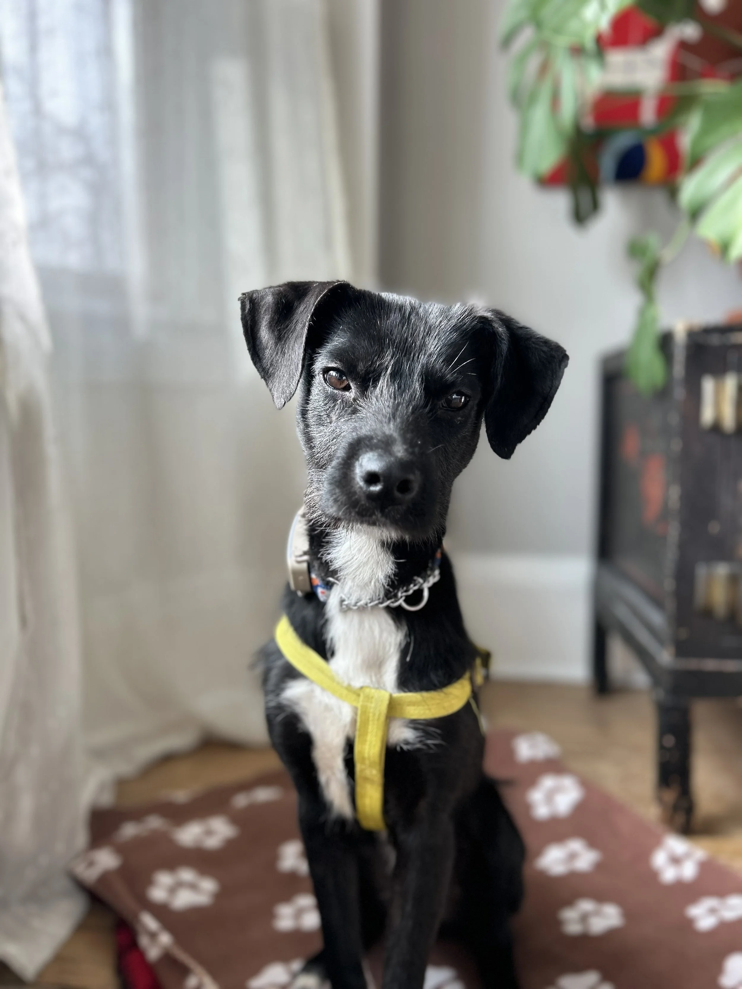 IMG_2806 - Adiya.jpg