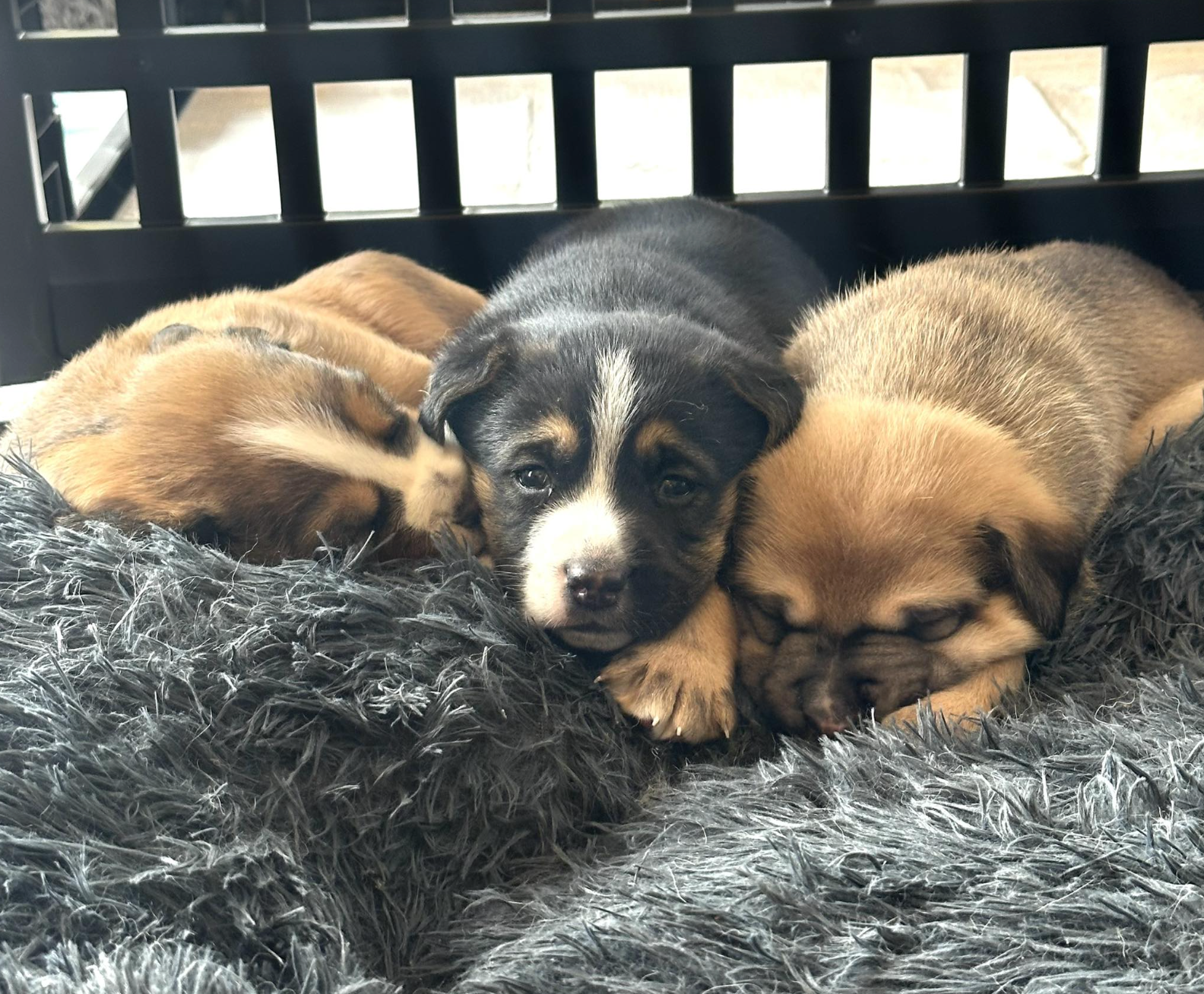 SKIPPER &amp; PROFESSOR