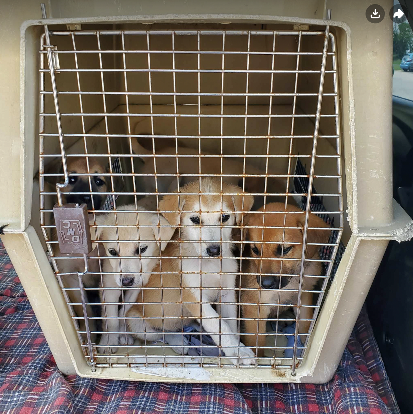 PUPPIES