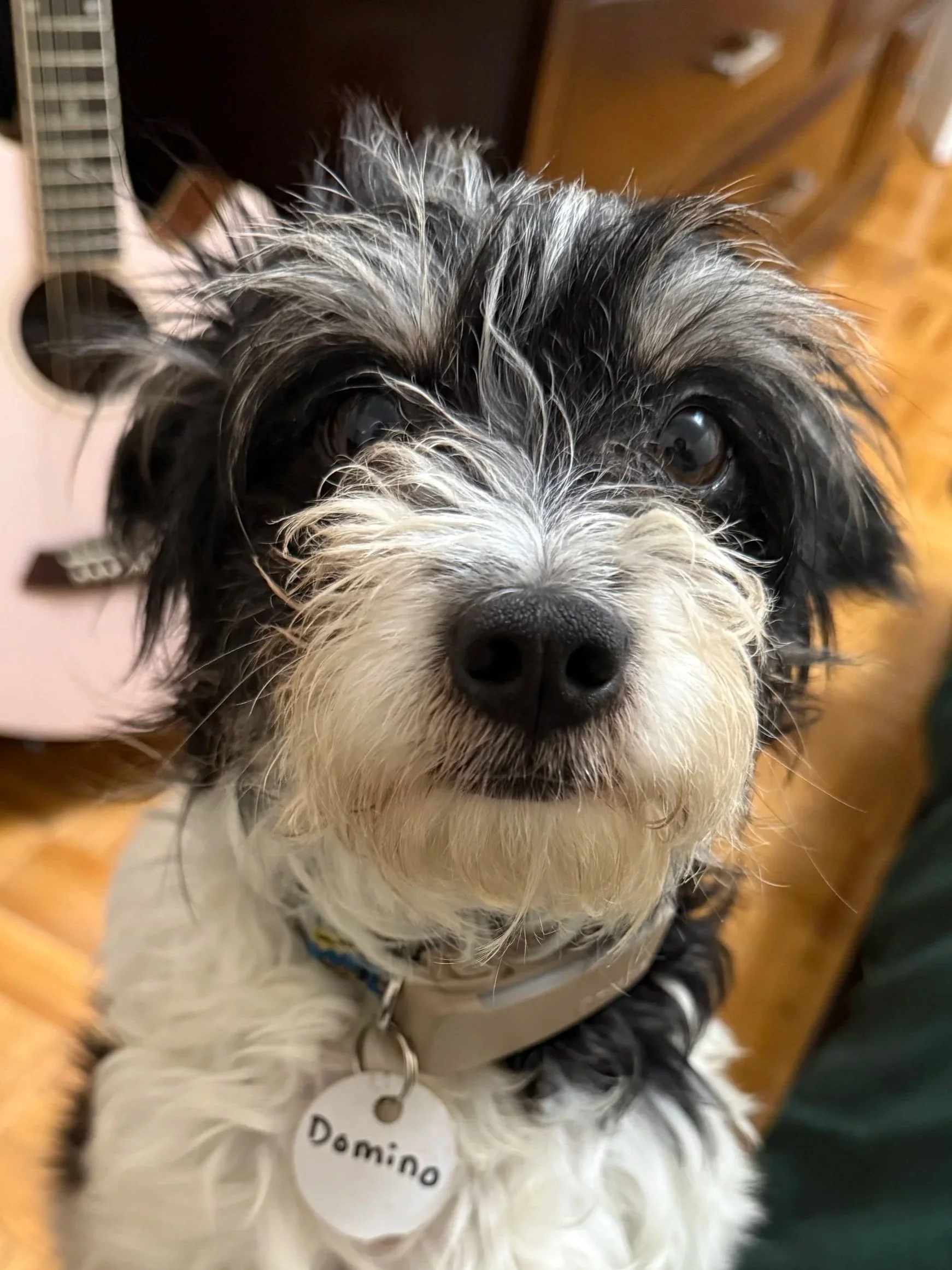 DOMINO