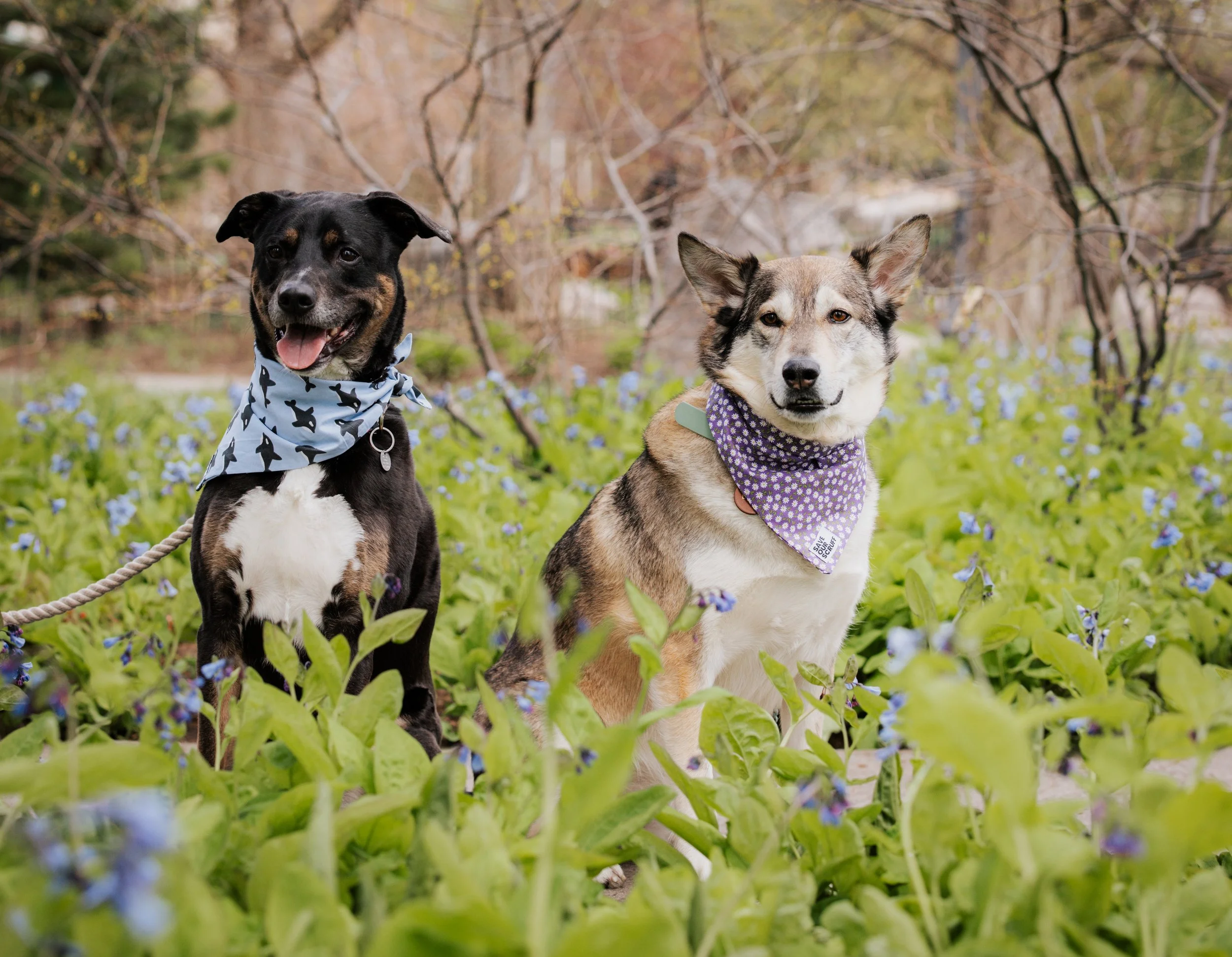 Dog Bandanas