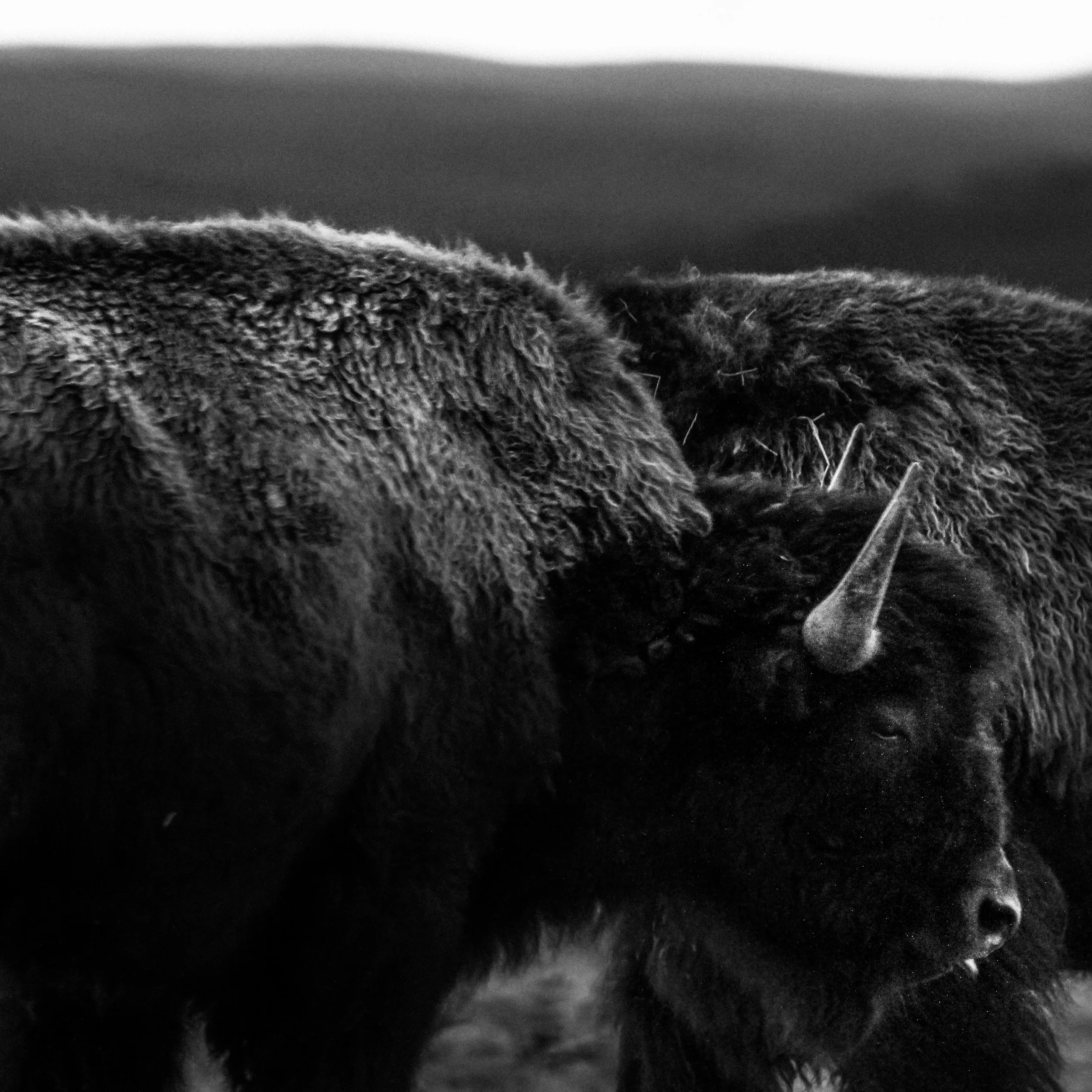 Two bison at late dusk in Hayden Valley.