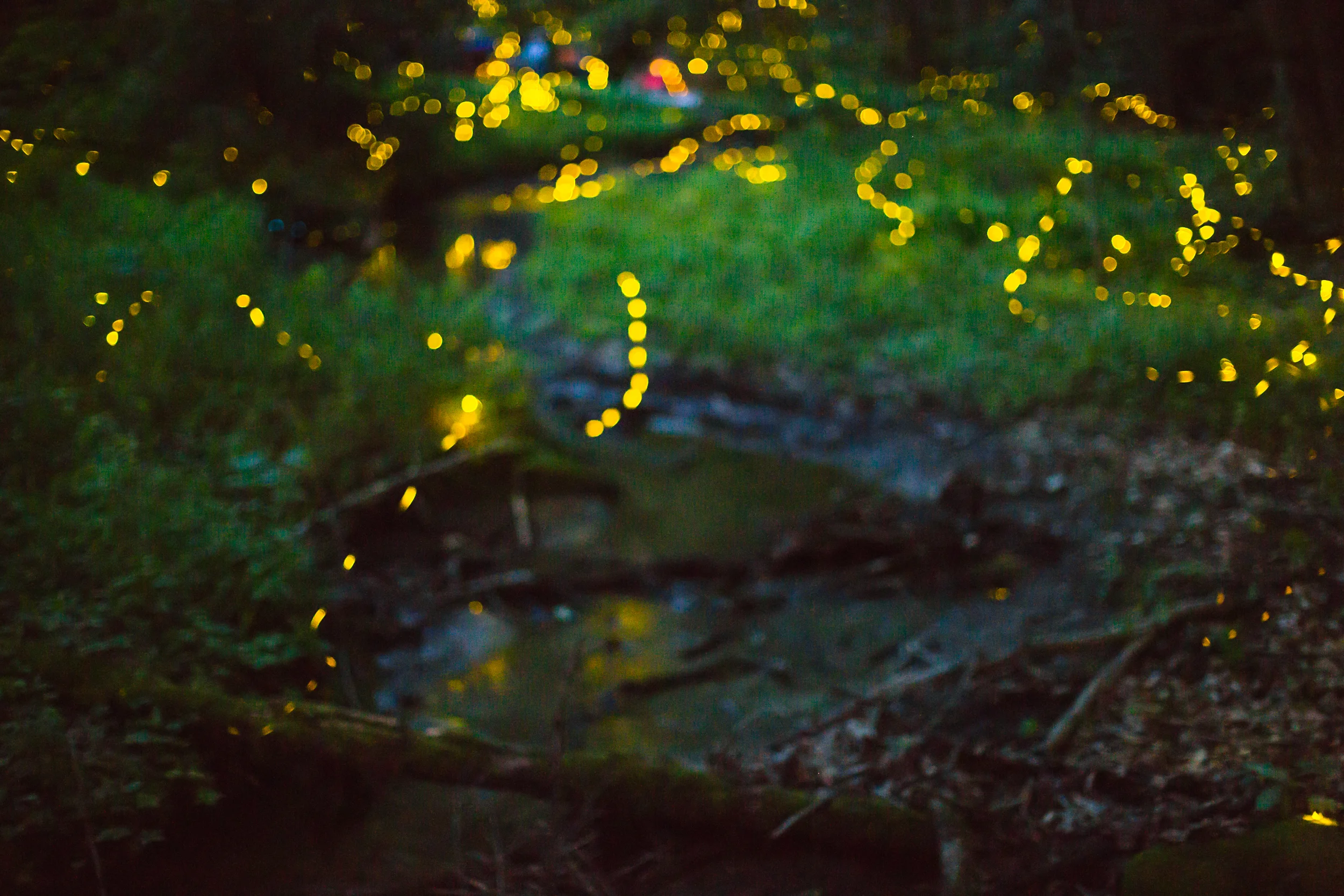 30 second exposure of a small forest clearing during a P. carolinus display event. Shot taken with a Canon 5D Mark III and a 50mm 1.2 lens set at 1.2, ISO 5000.