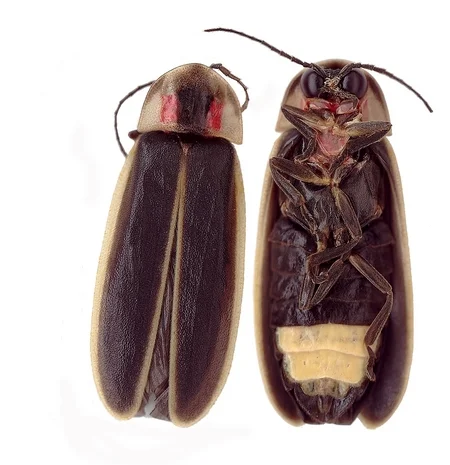 Photinus carolinus . Image credit: National Park Service