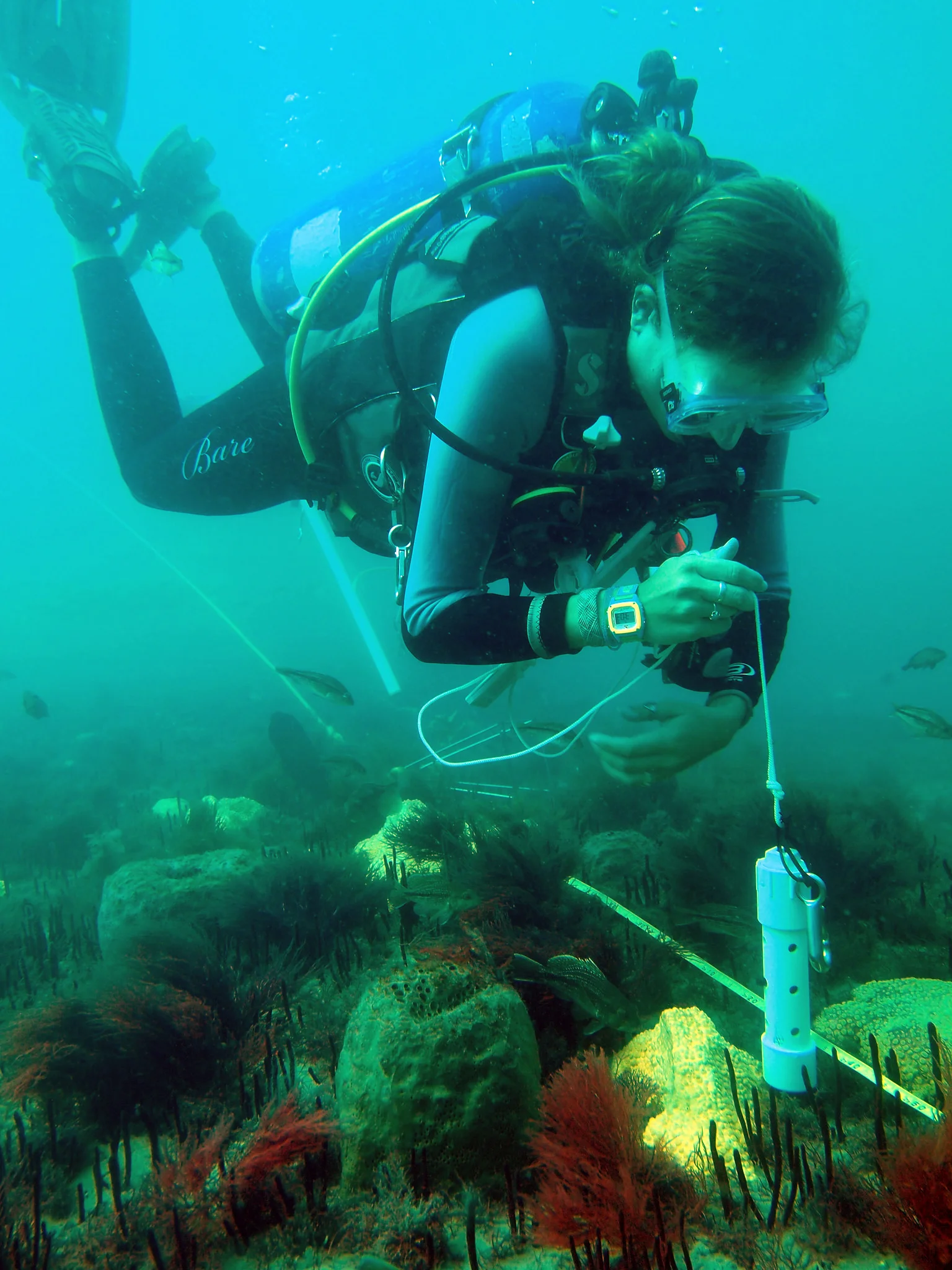 Scientific diver, Alyssa Adler, measures structural relief, or topography, of a hard-bottom reef populated by sponges, soft coral, and macroalgae. Photo credit: A. Paxton/UNC Institute of Marine Sciences, Flickr.com. Interact with the Institute of Marine Sciences on Twitter @UNCims .