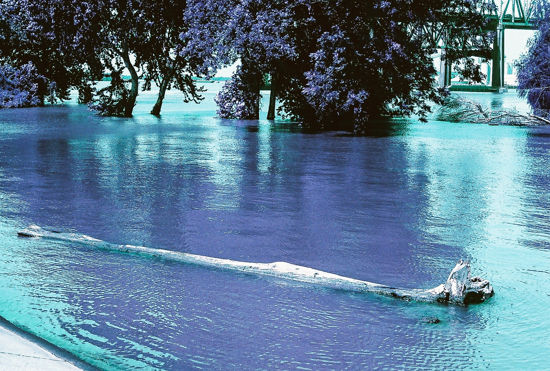 Driftwood by the Mississippi River levee. Photo (C) Paige Jarreau.