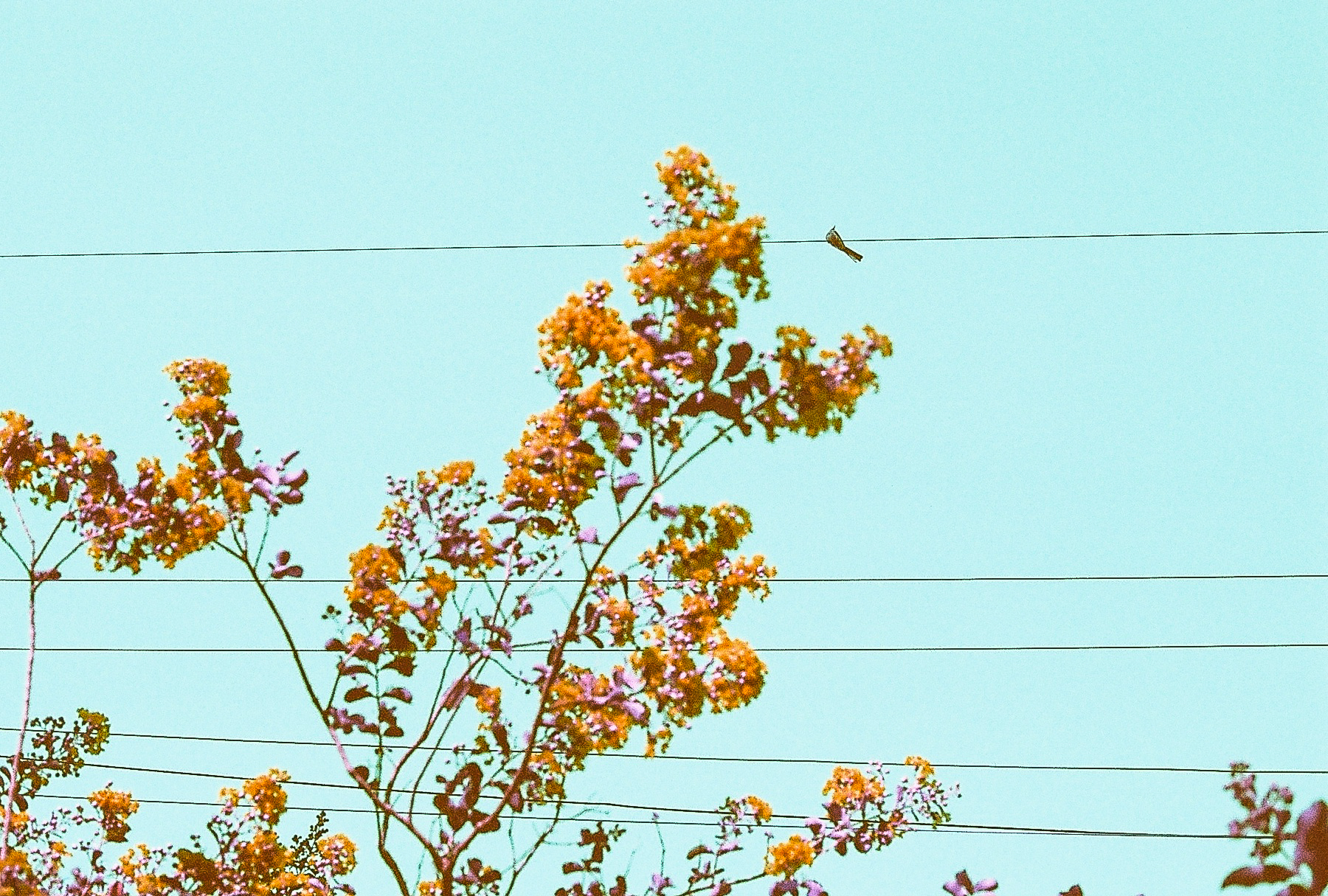 Bird on a wire, with pink crepe myrtle blooms. (C) Paige Jarreau